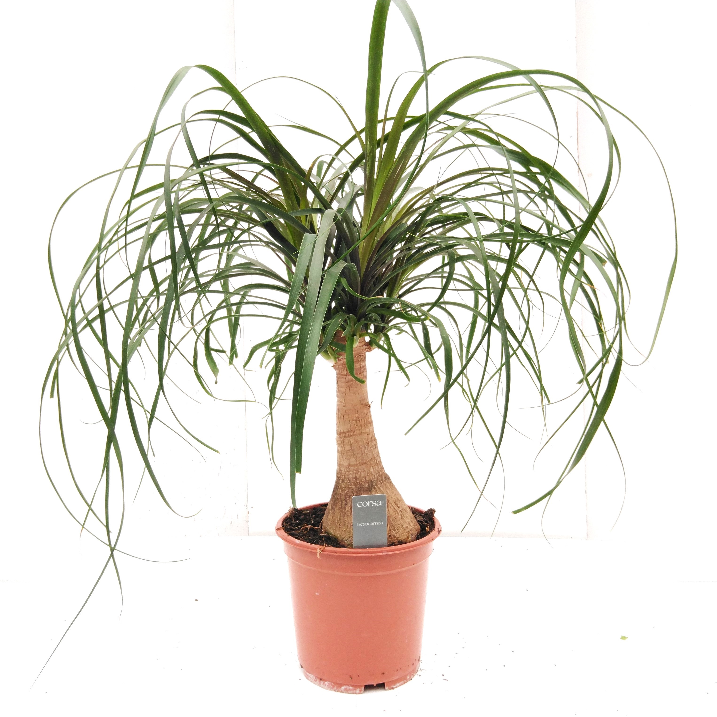 Beaucarnea recurvata rechte stam
