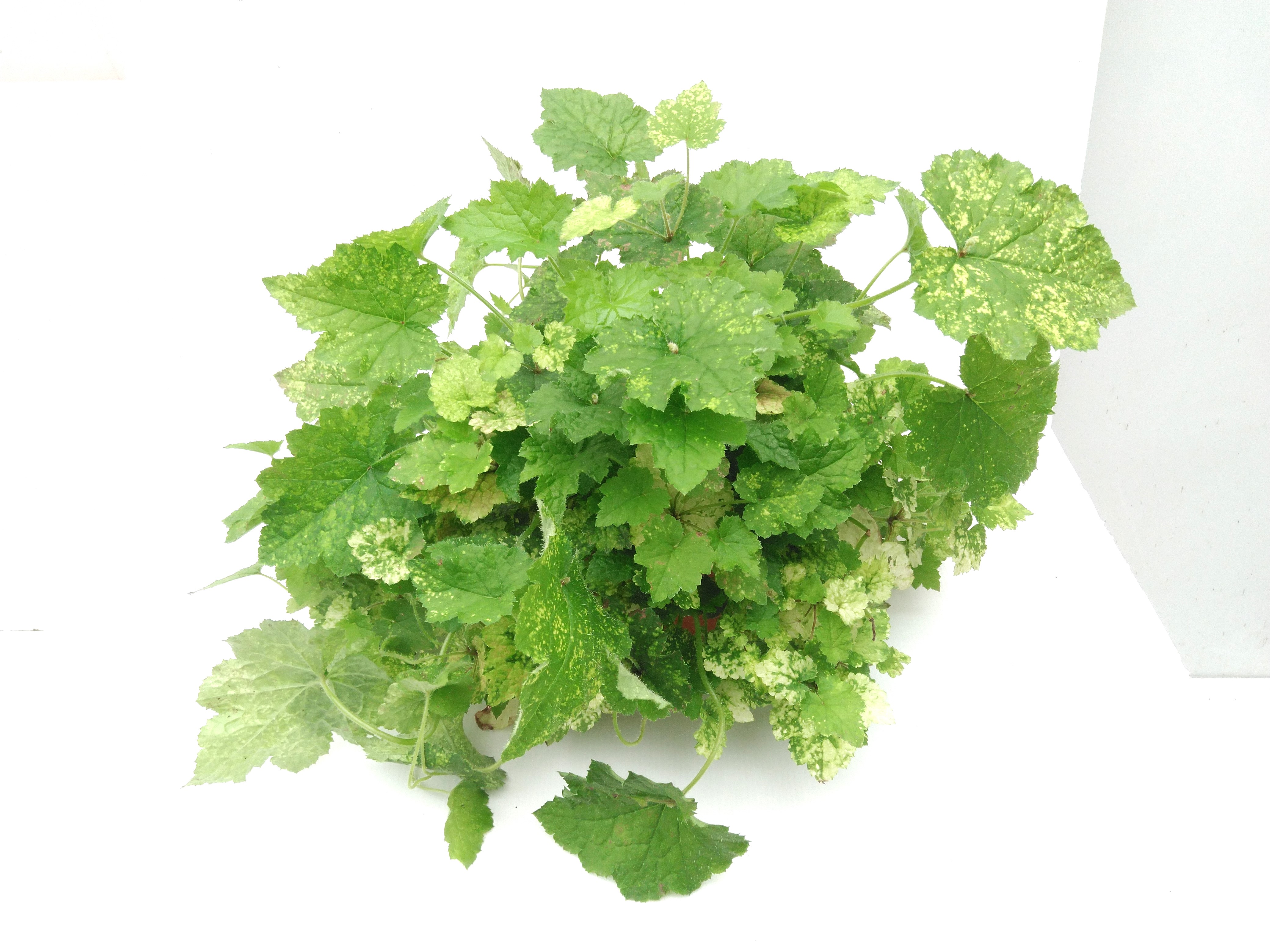 Tolmiea menziesii 'Variegatum' Tolmiea menziesii 'Variegatum'