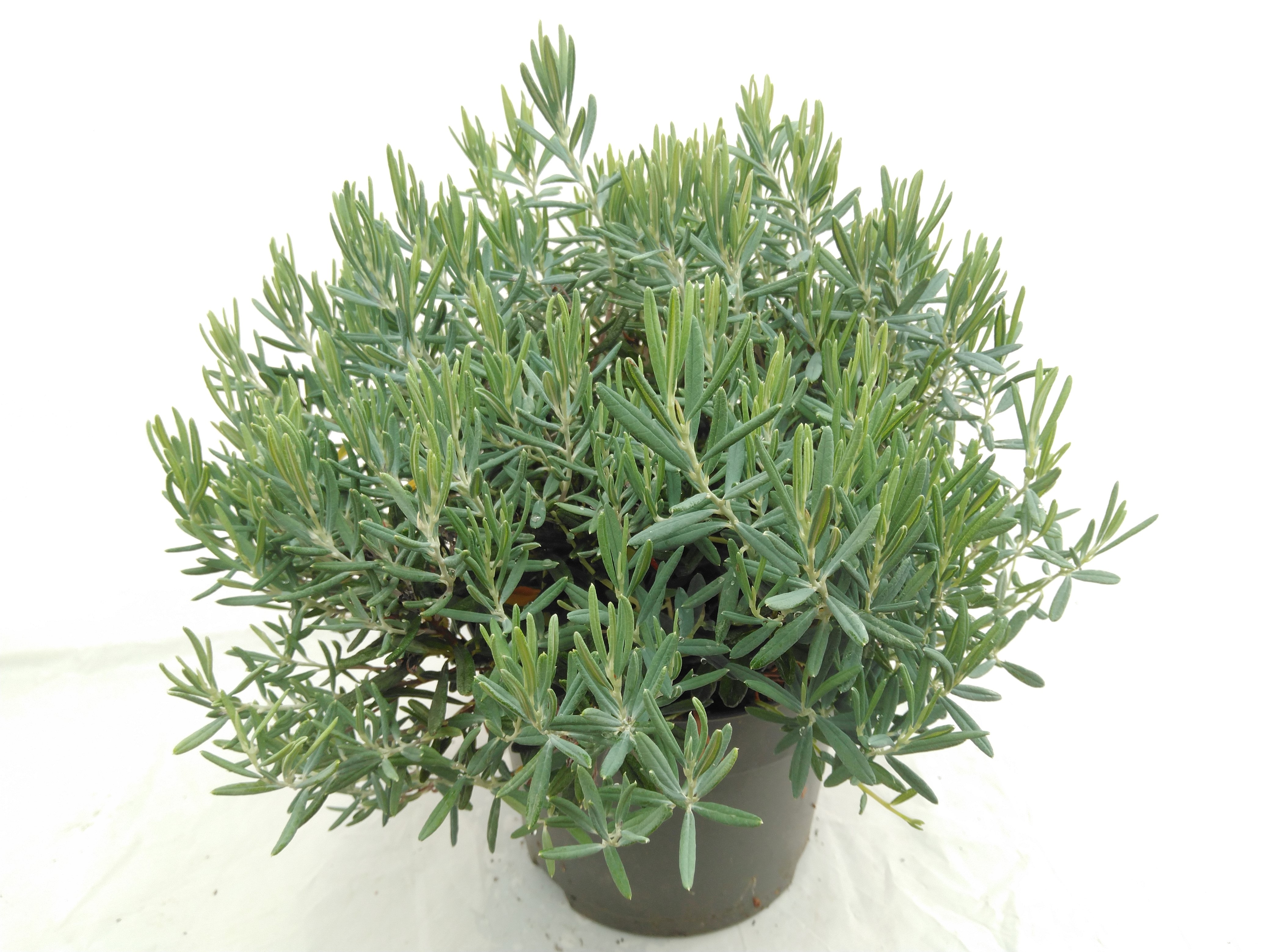 Andromeda polifolia 'Blue Ice'
