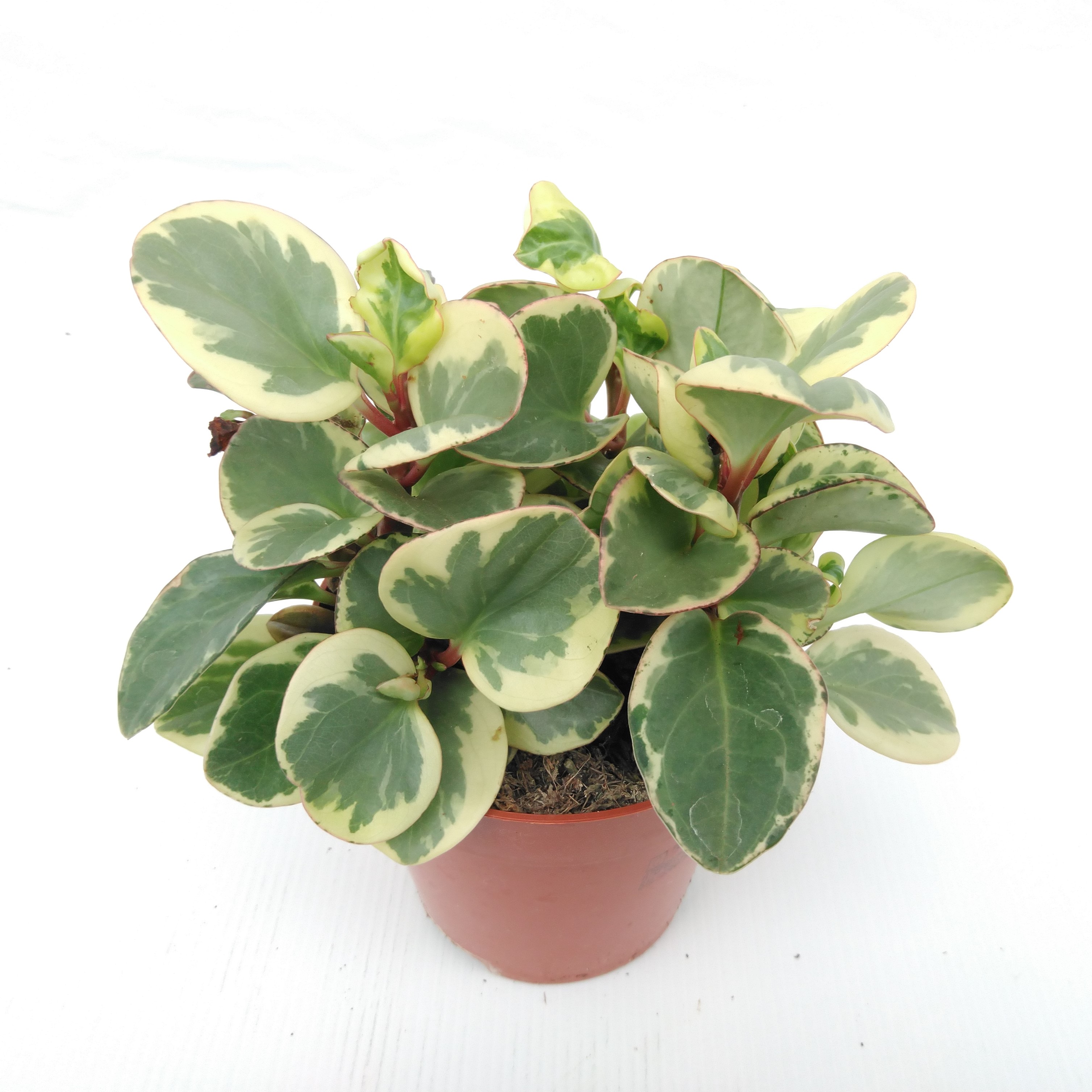 Peperomia obt. 'Obtipan Bicolor'