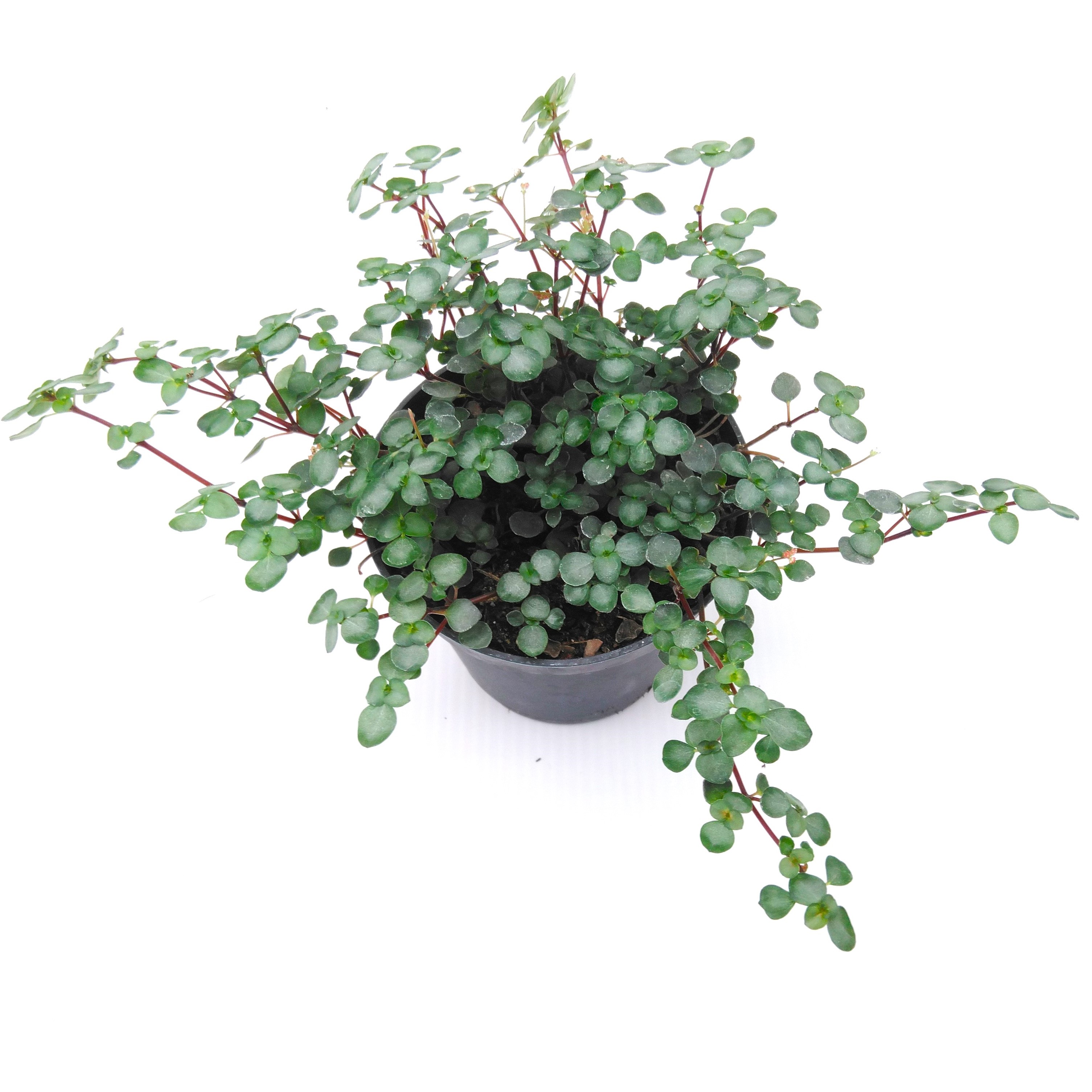Pilea glaucophylla 'Greyzy' .