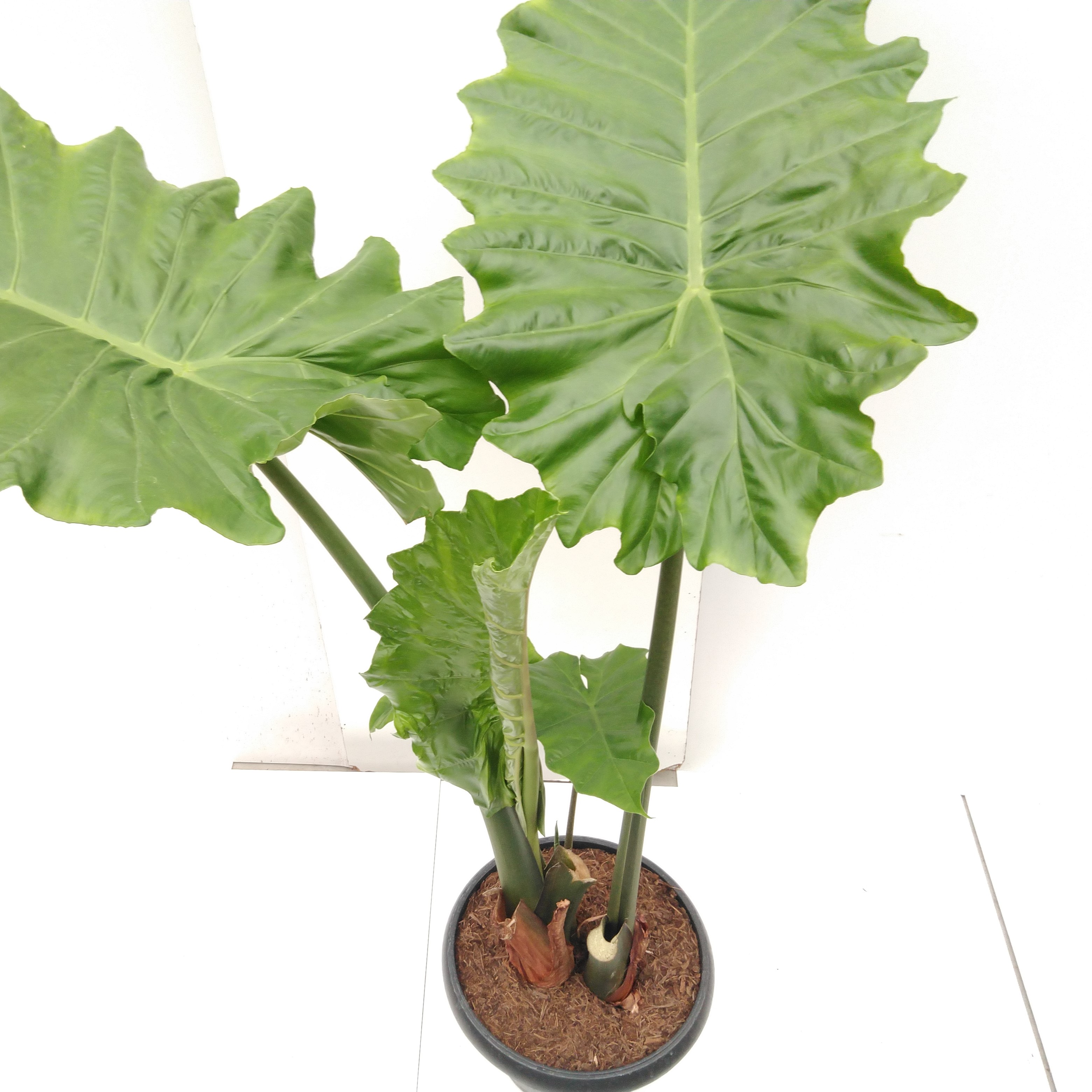 Alocasia portodora  XXL