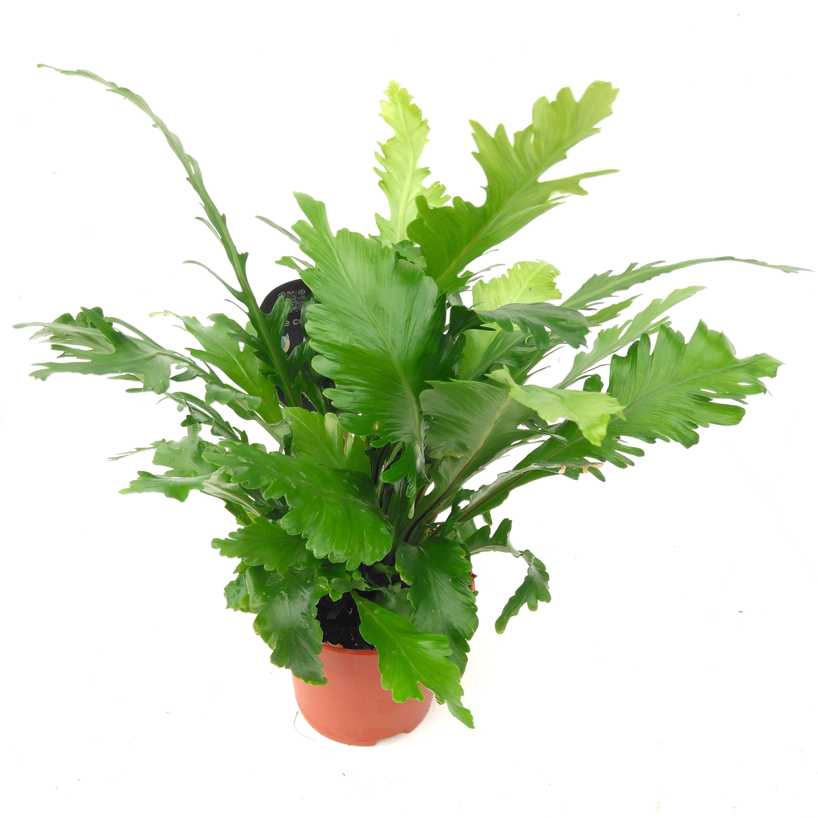 Asplenium nidus 'Campio' Air So Pure