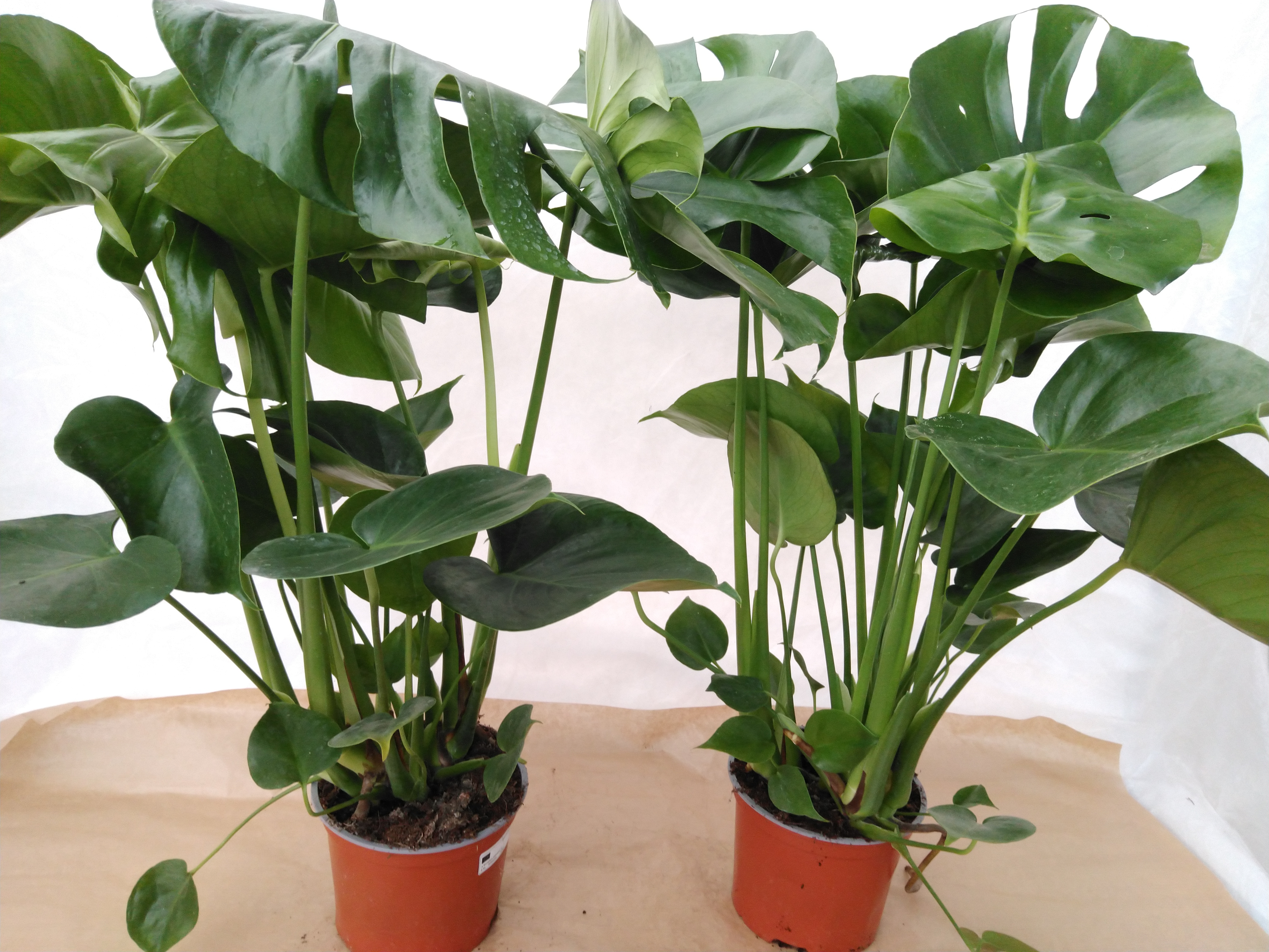 Monstera deliciosa  P 17 cm WDCC
