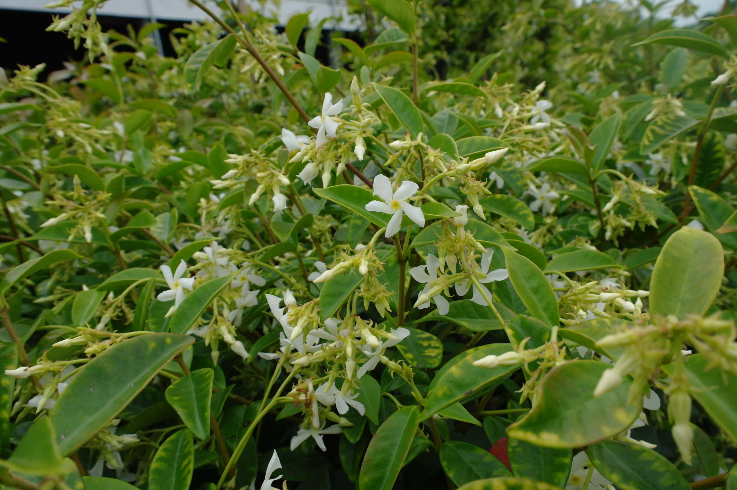 Trachelospermum jasm. bamboo rek Trachelospermum jasm. bamboo rek