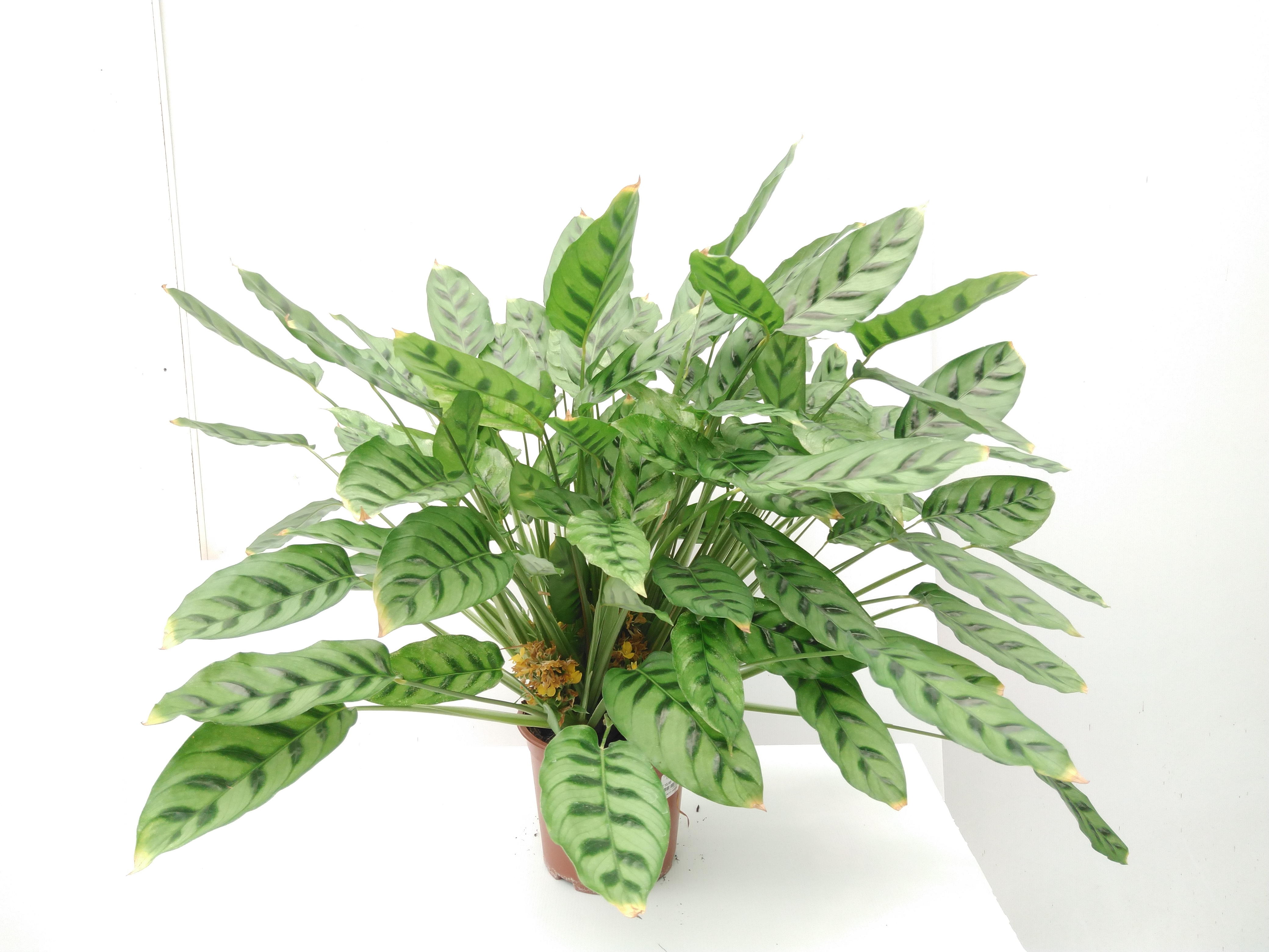 Calathea leopardina Calathea leopardina