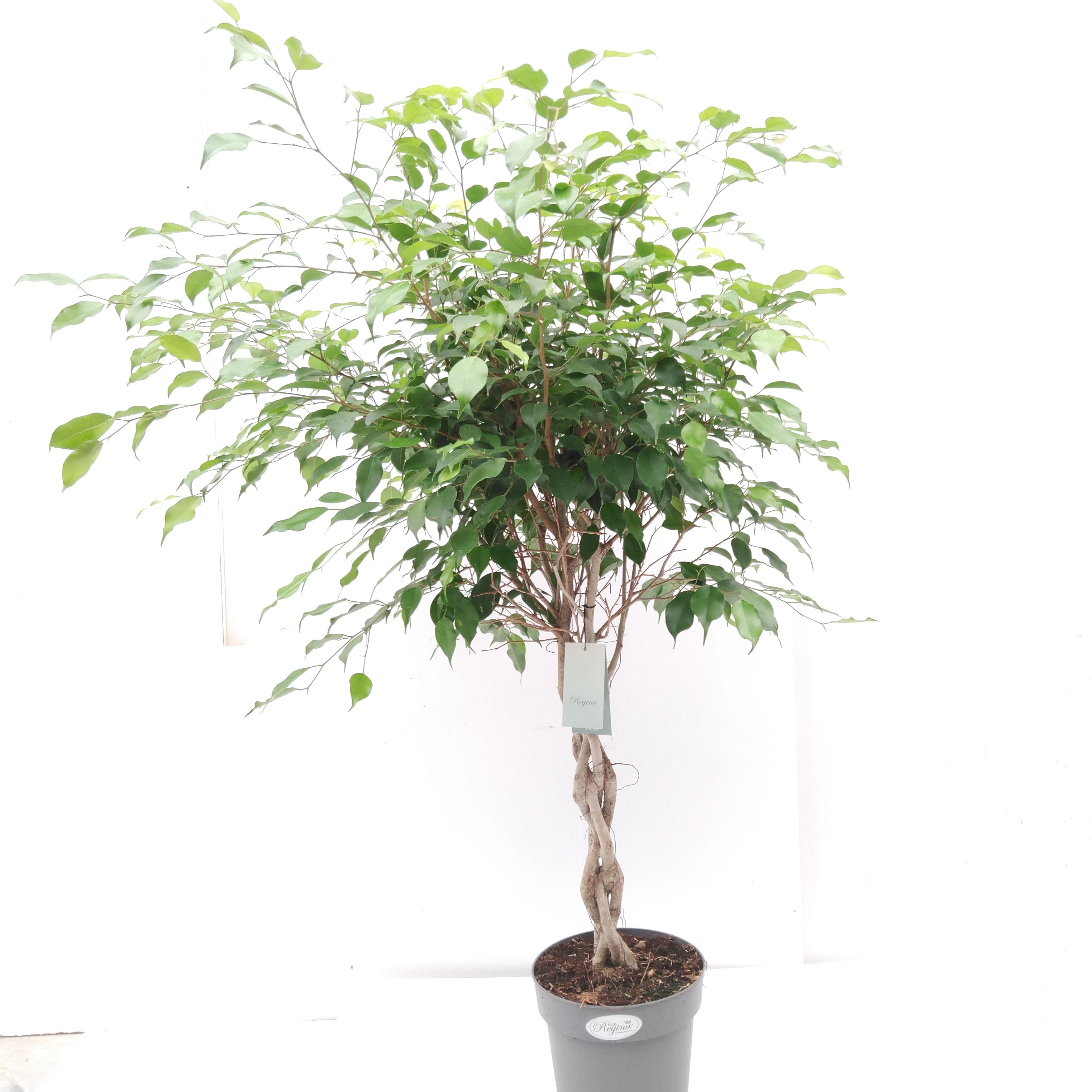 Ficus benja. 'Exotica'  Gevlochten 4 stammen