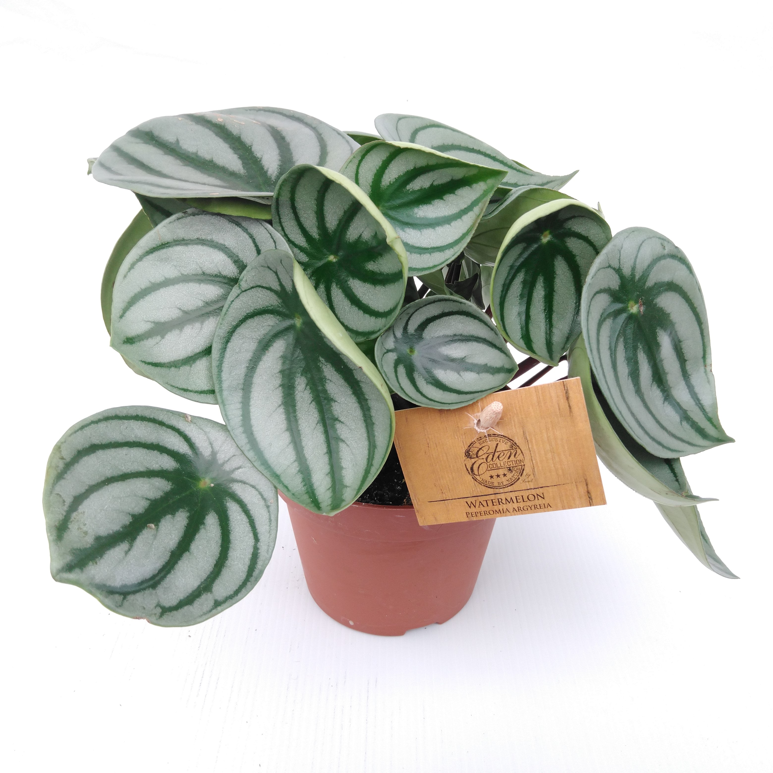 Peperomia argyreia