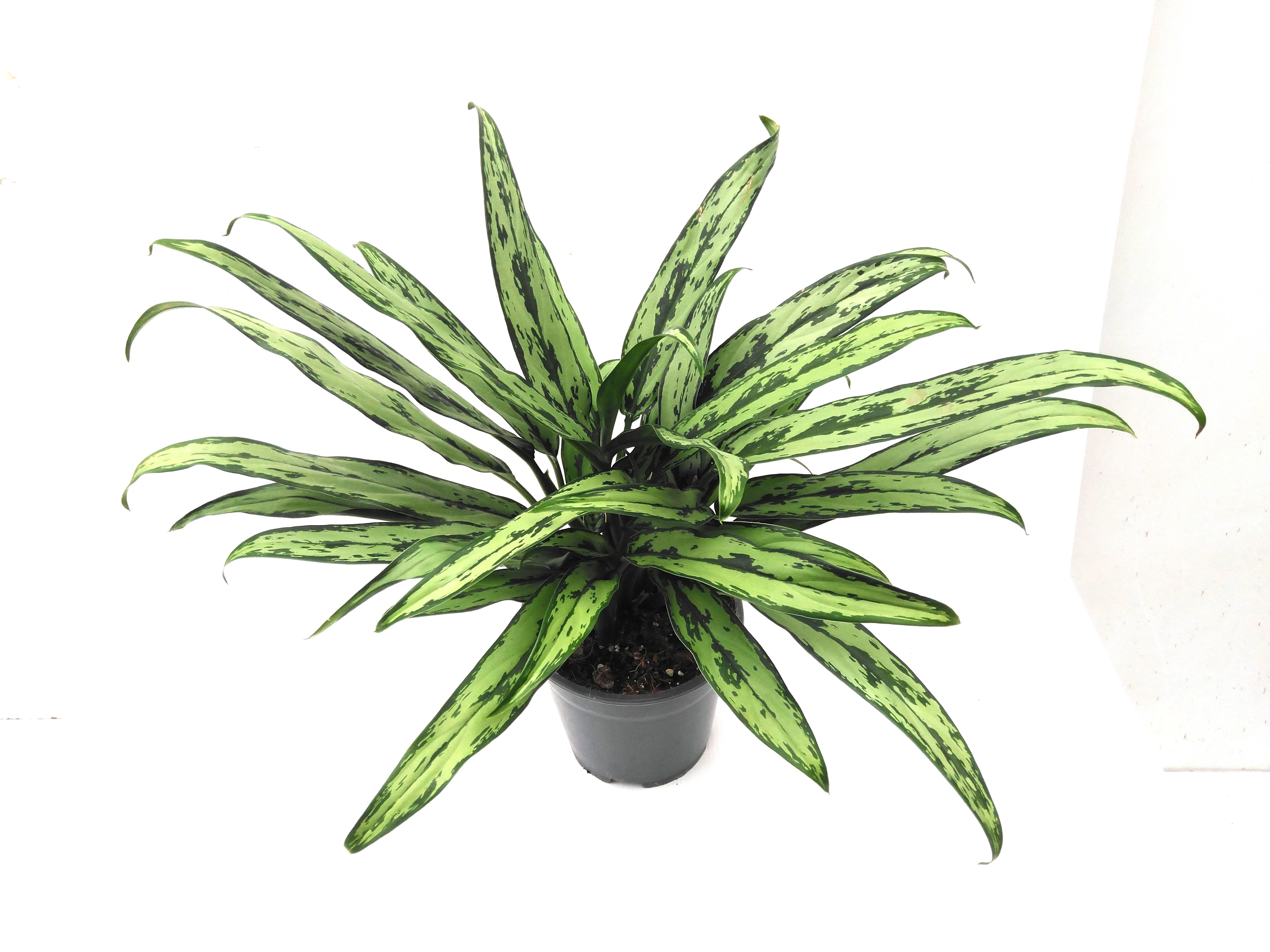 Aglaonema 'Cutlass' Decorum