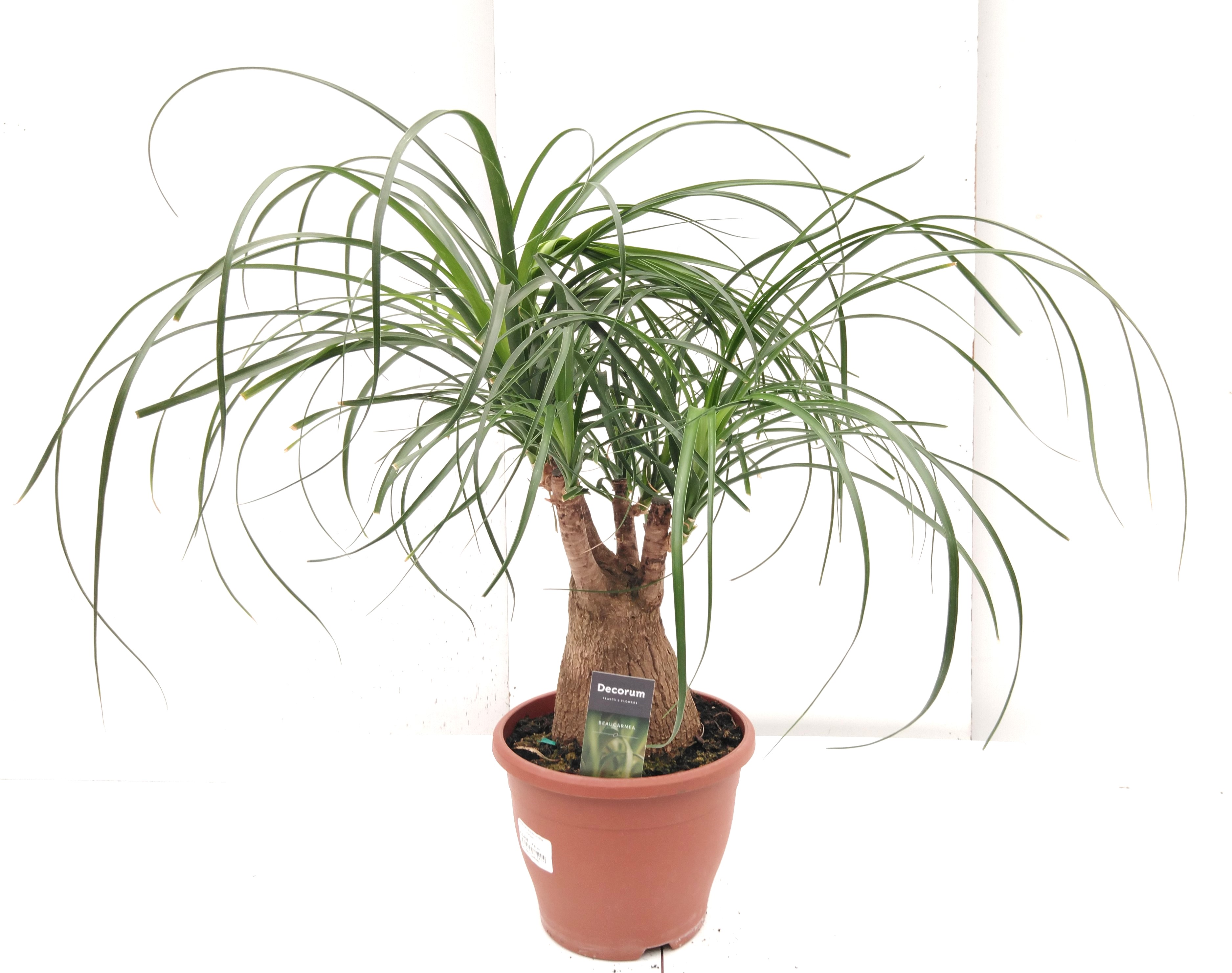 Beaucarnea recurvata rechte stam