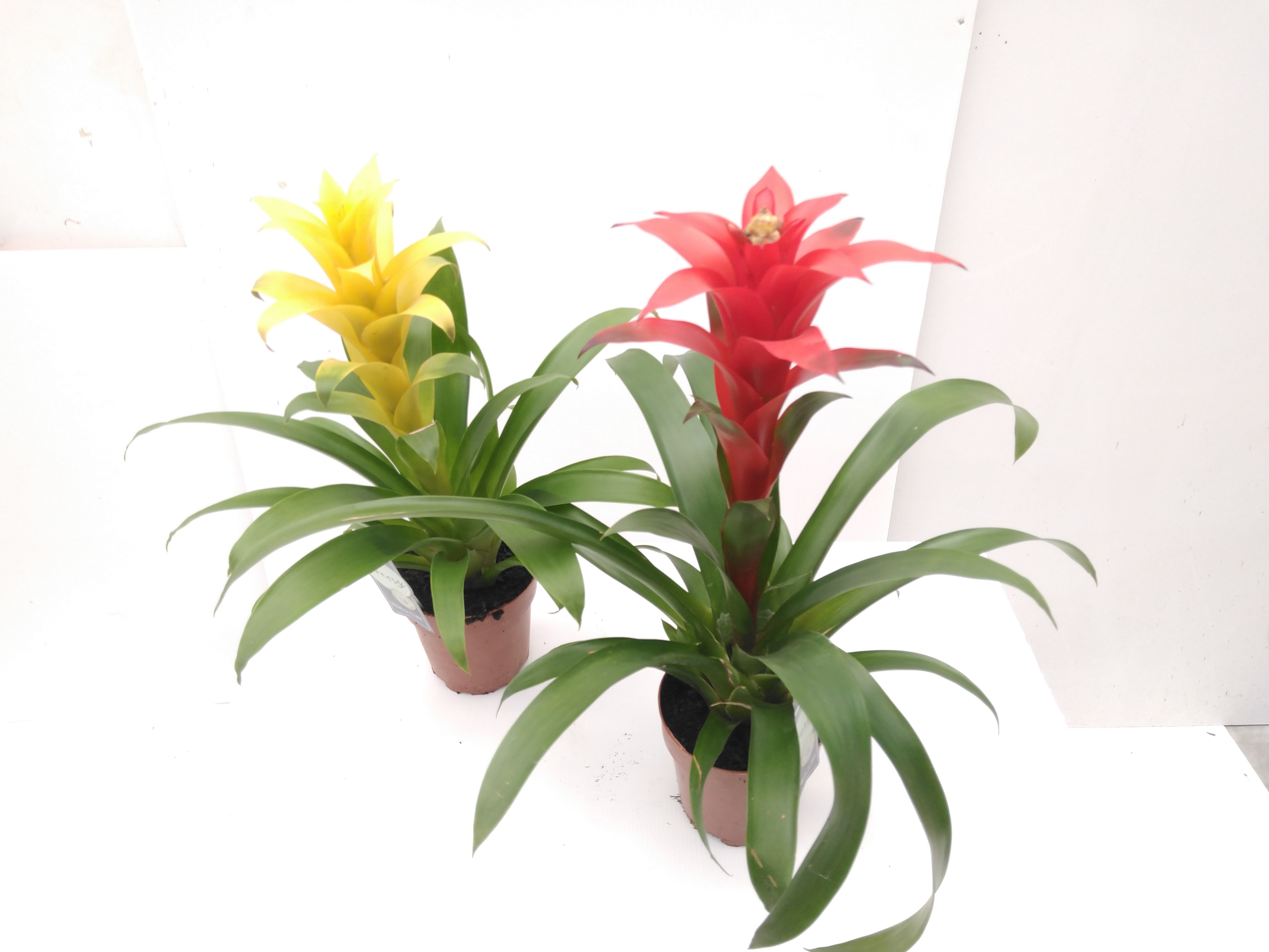 Guzmania Suerte Cupcake