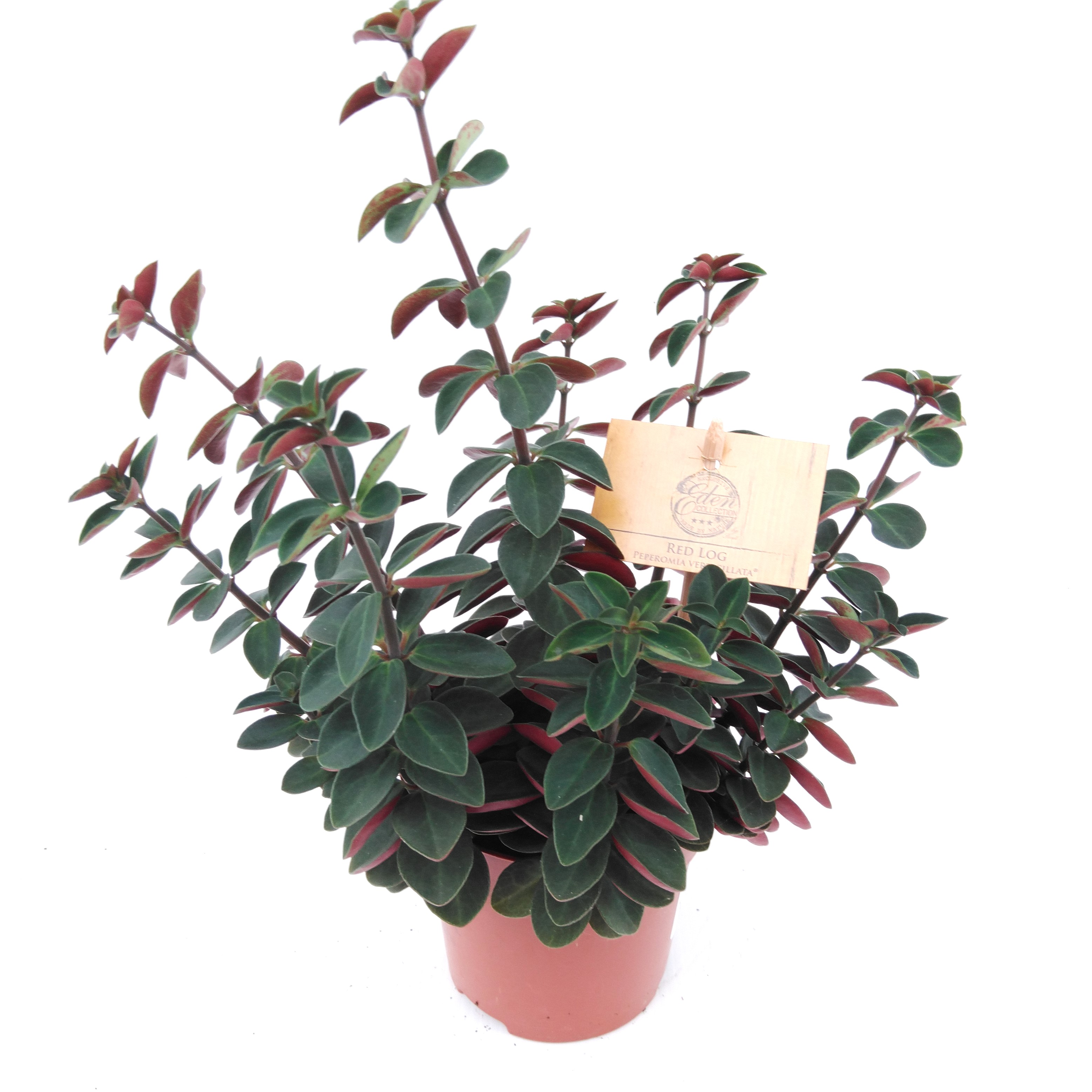 Peperomia 'Red Log' 'Verticilata'