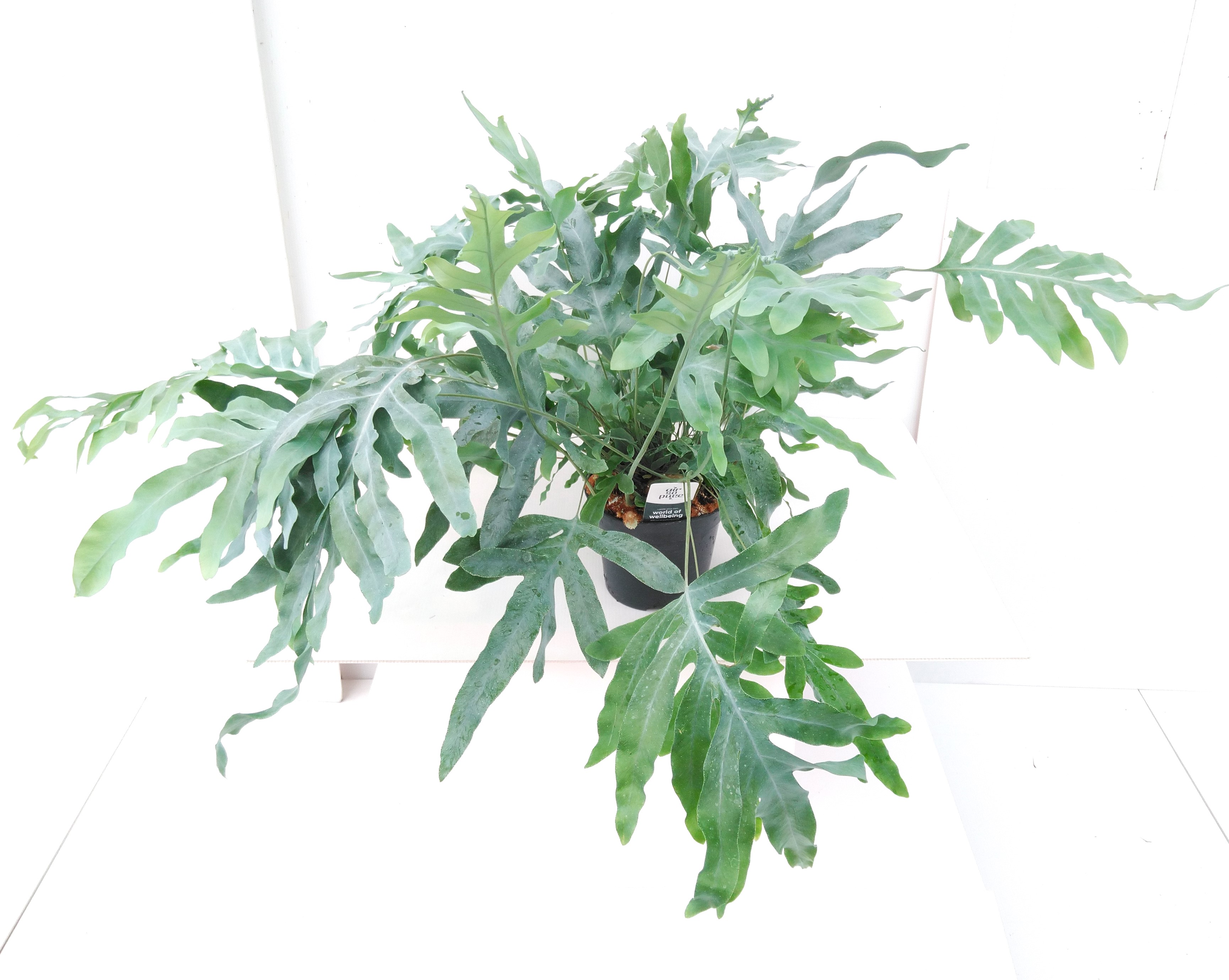 Phlebodium aureum 'Blue Star' Air So Pure