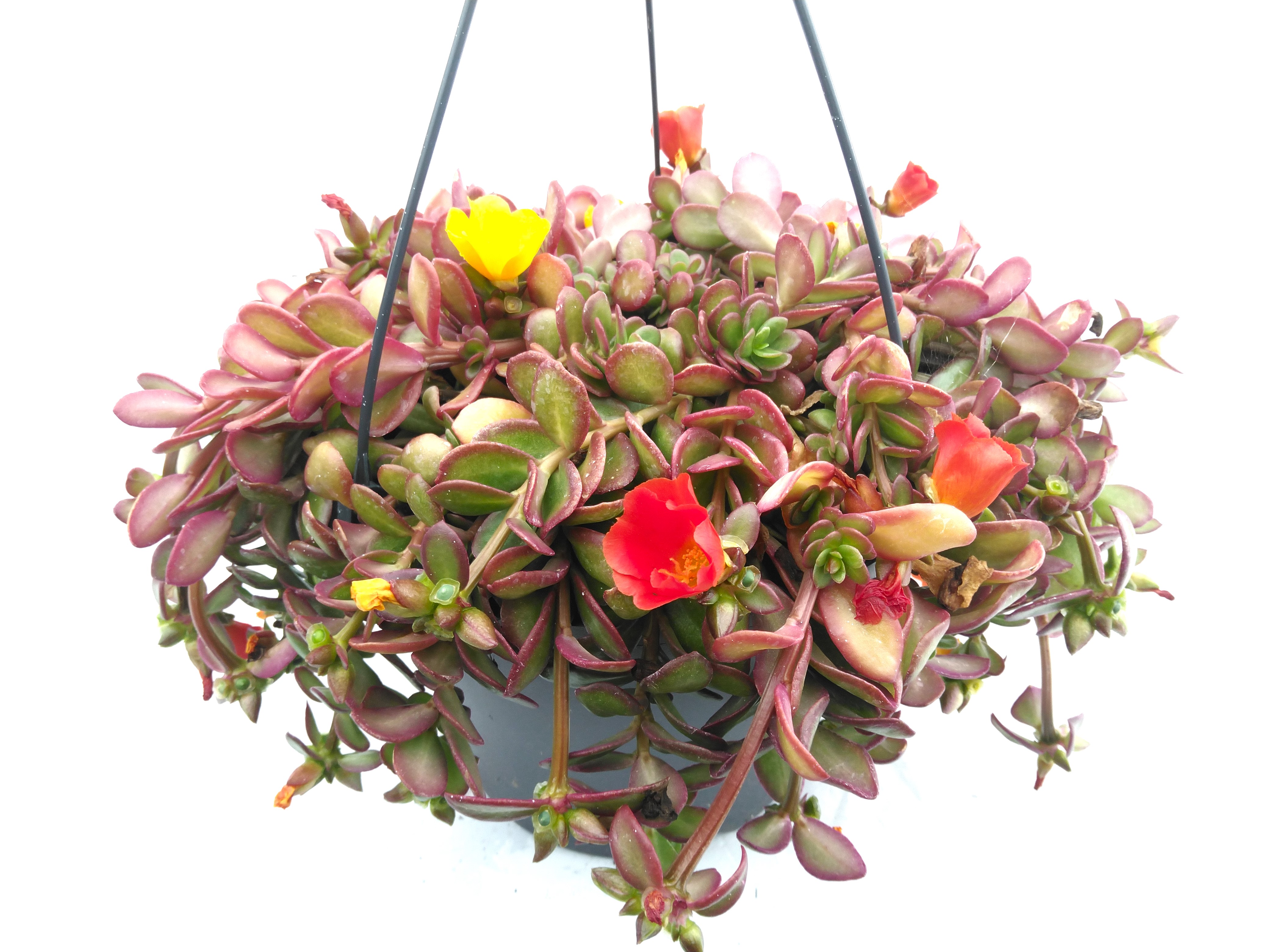 Portulaca in hangpot 'Canaval'