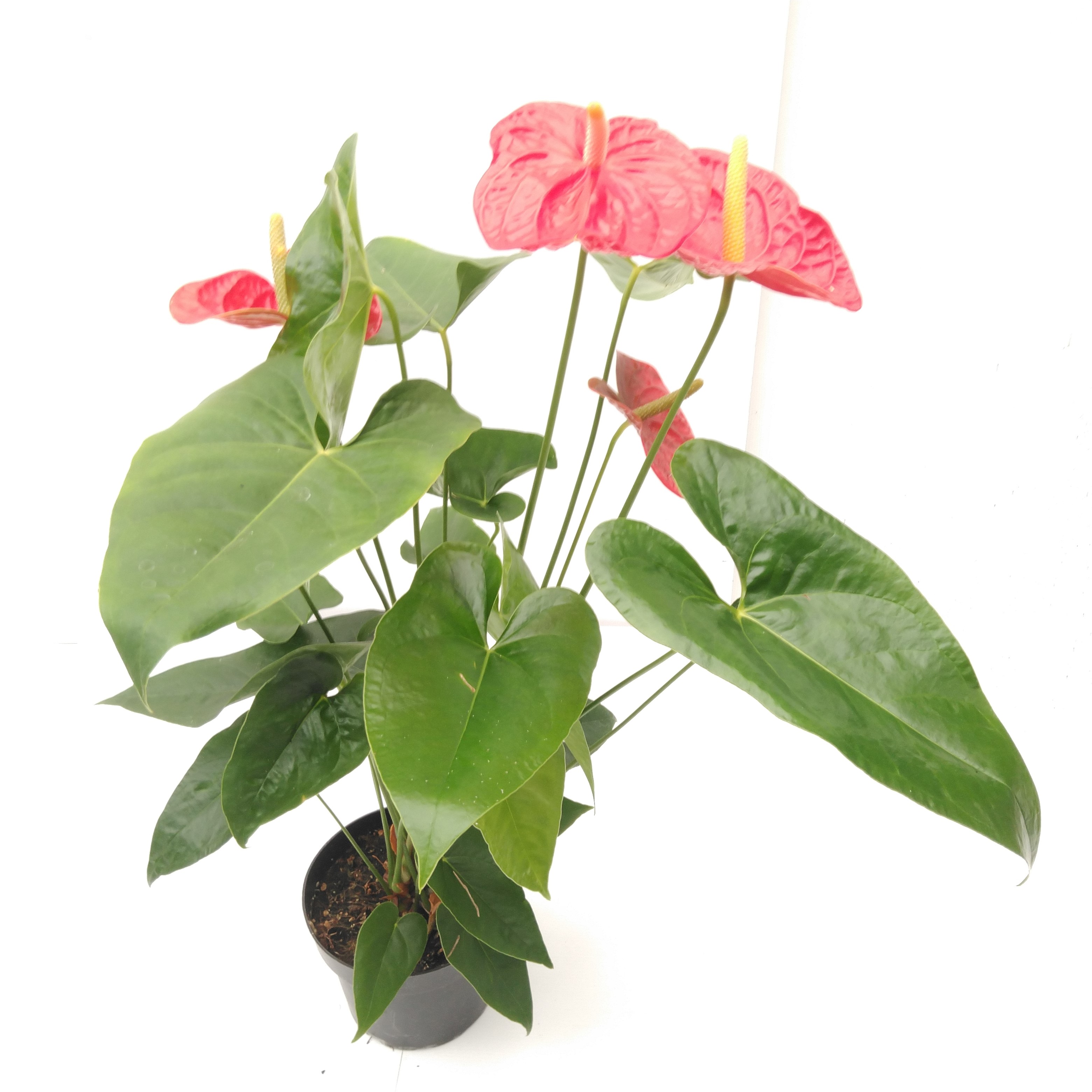 Anthurium andr. 'Dakota' Premium Line