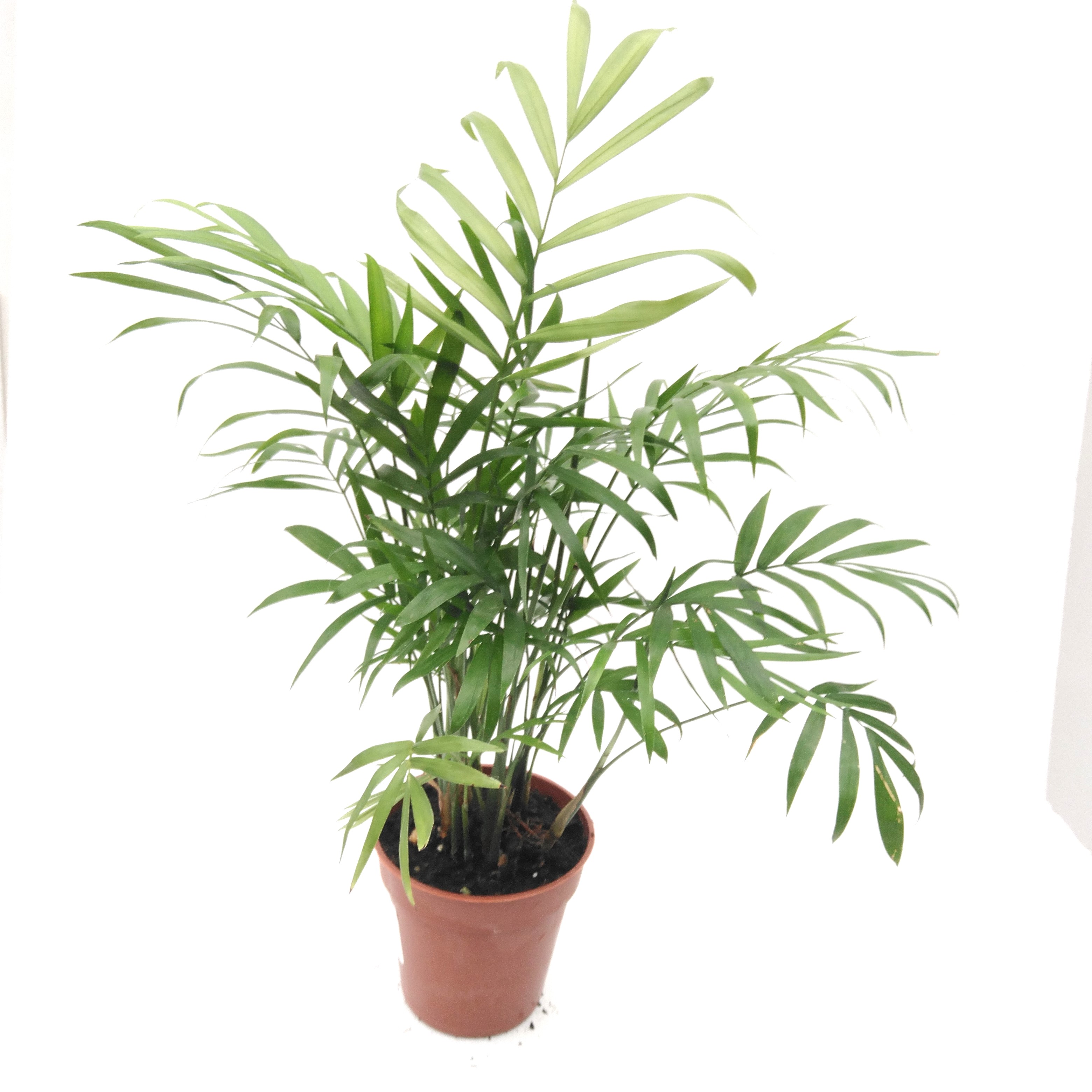 Chamaedorea elegans