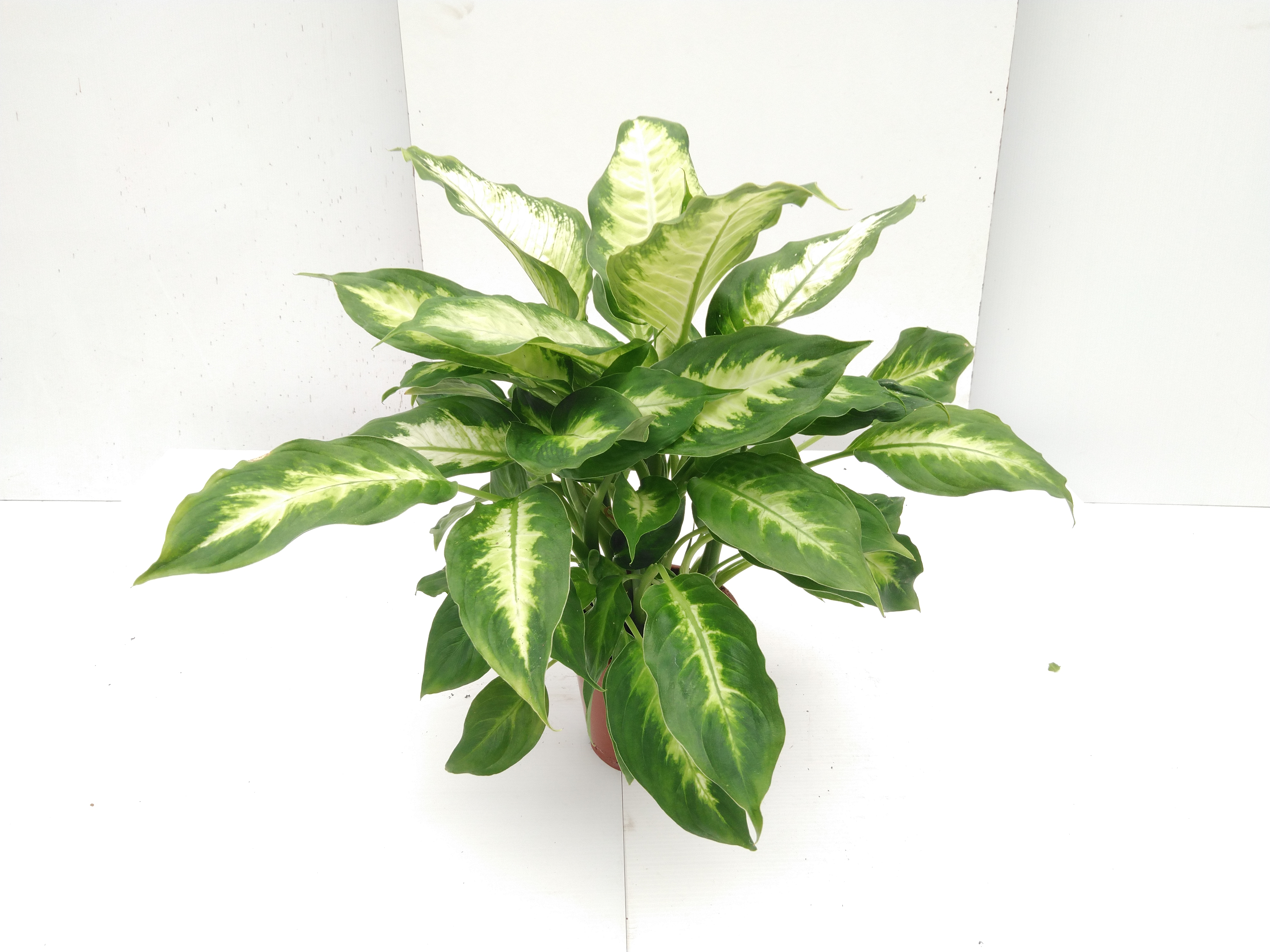 Dieffenbachia Camilla & Compacta