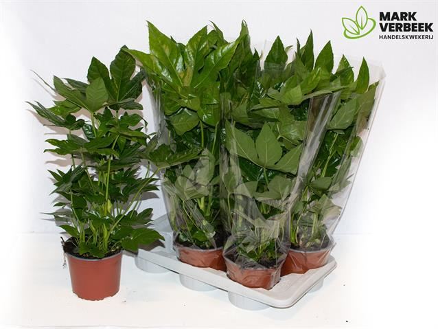 Fatsia japonica groen / vert