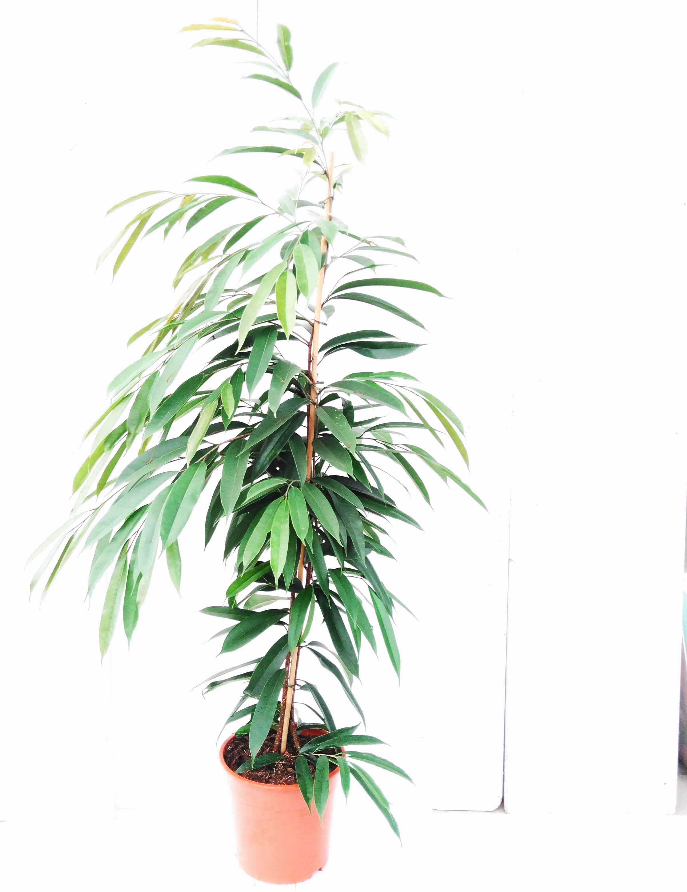 Ficus binn. 'Amstel King' Pyramide