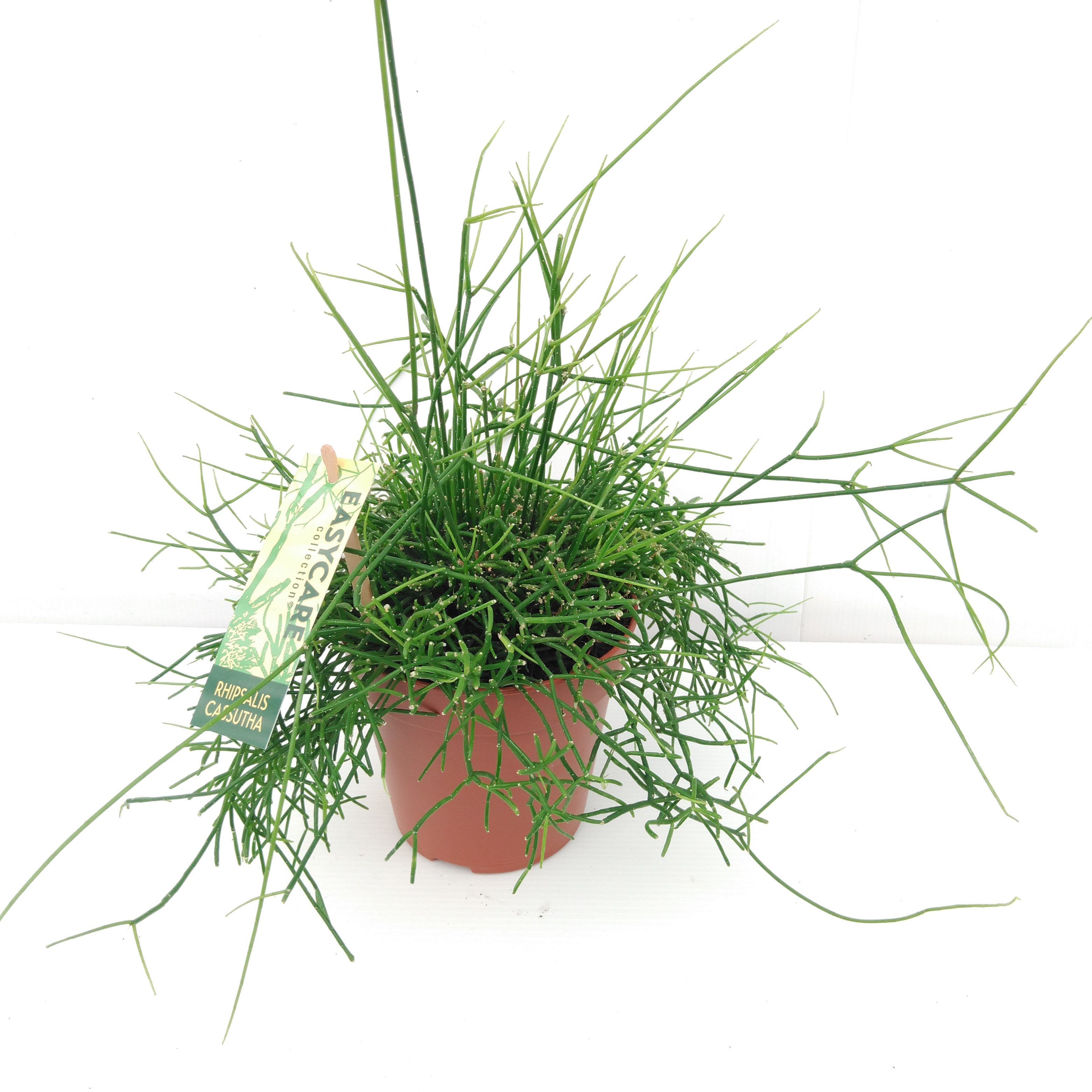 Rhipsalis cassutha Cassutha