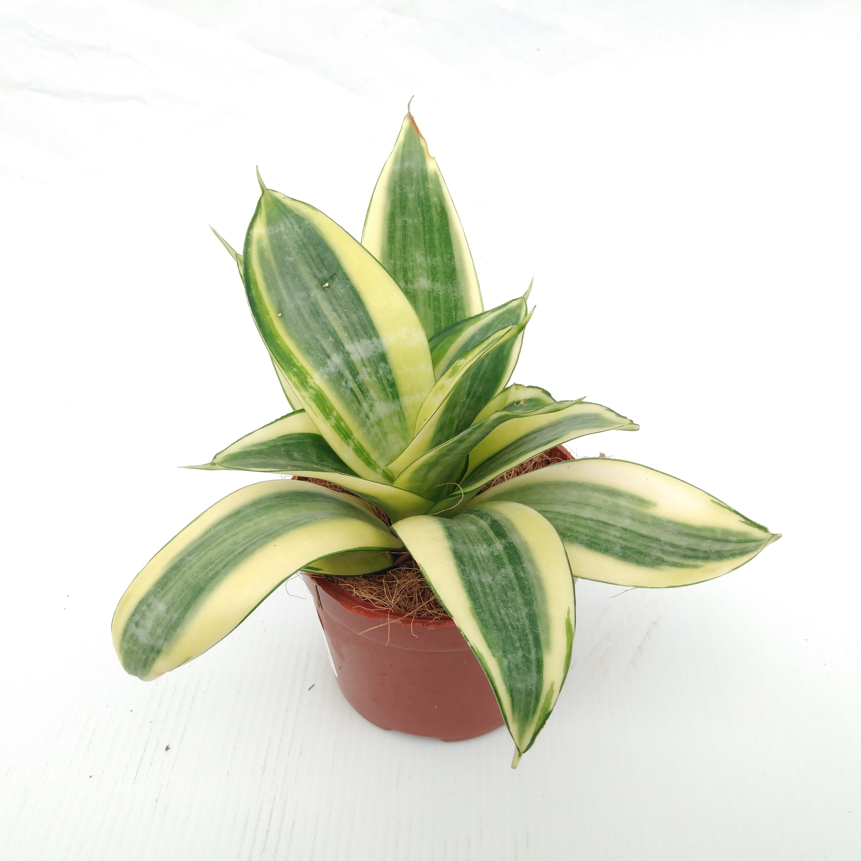 Sansevieria trifa. 'Golden Hahnii'
