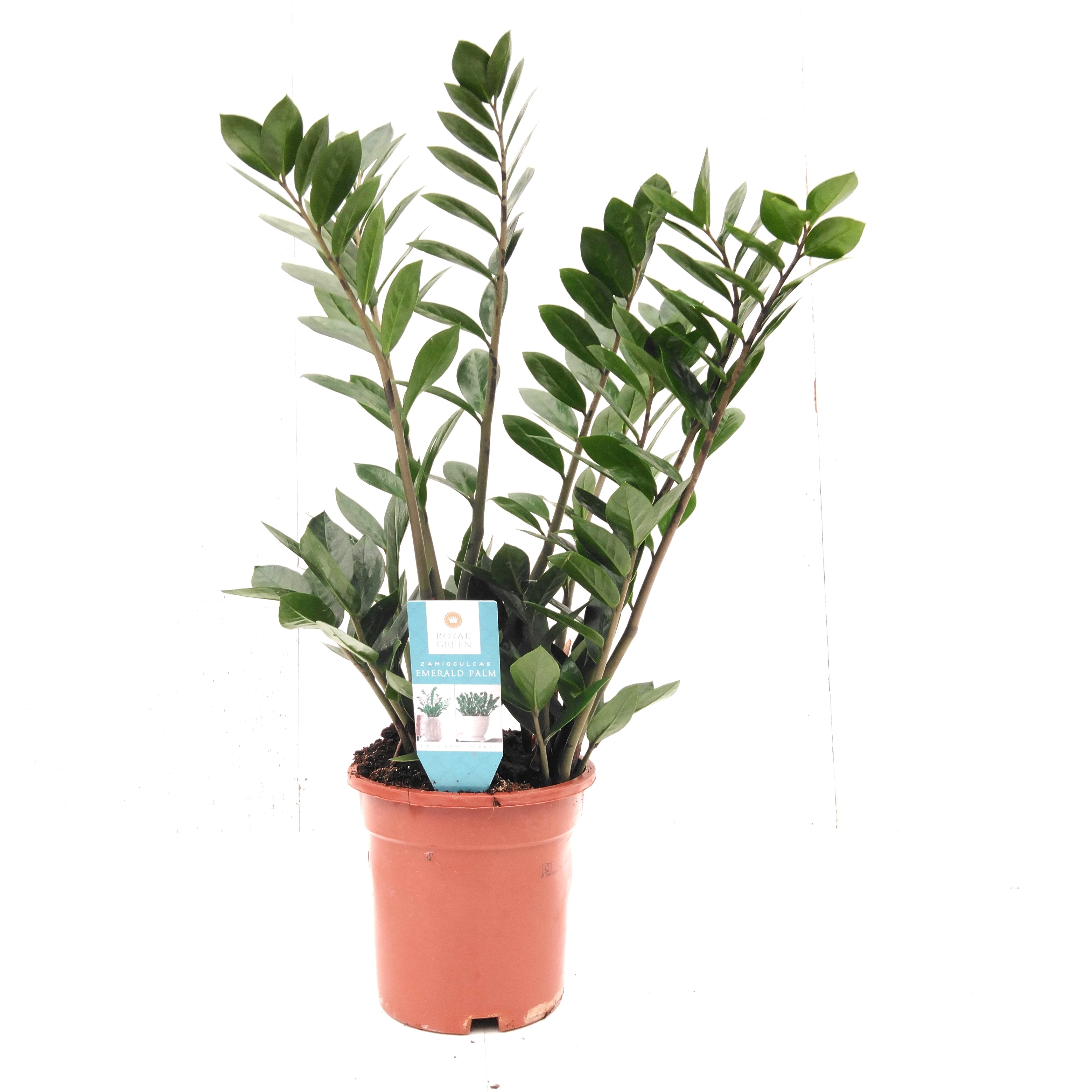 Zamioculcas zamiifolia Lucky Classic 15+ veren
