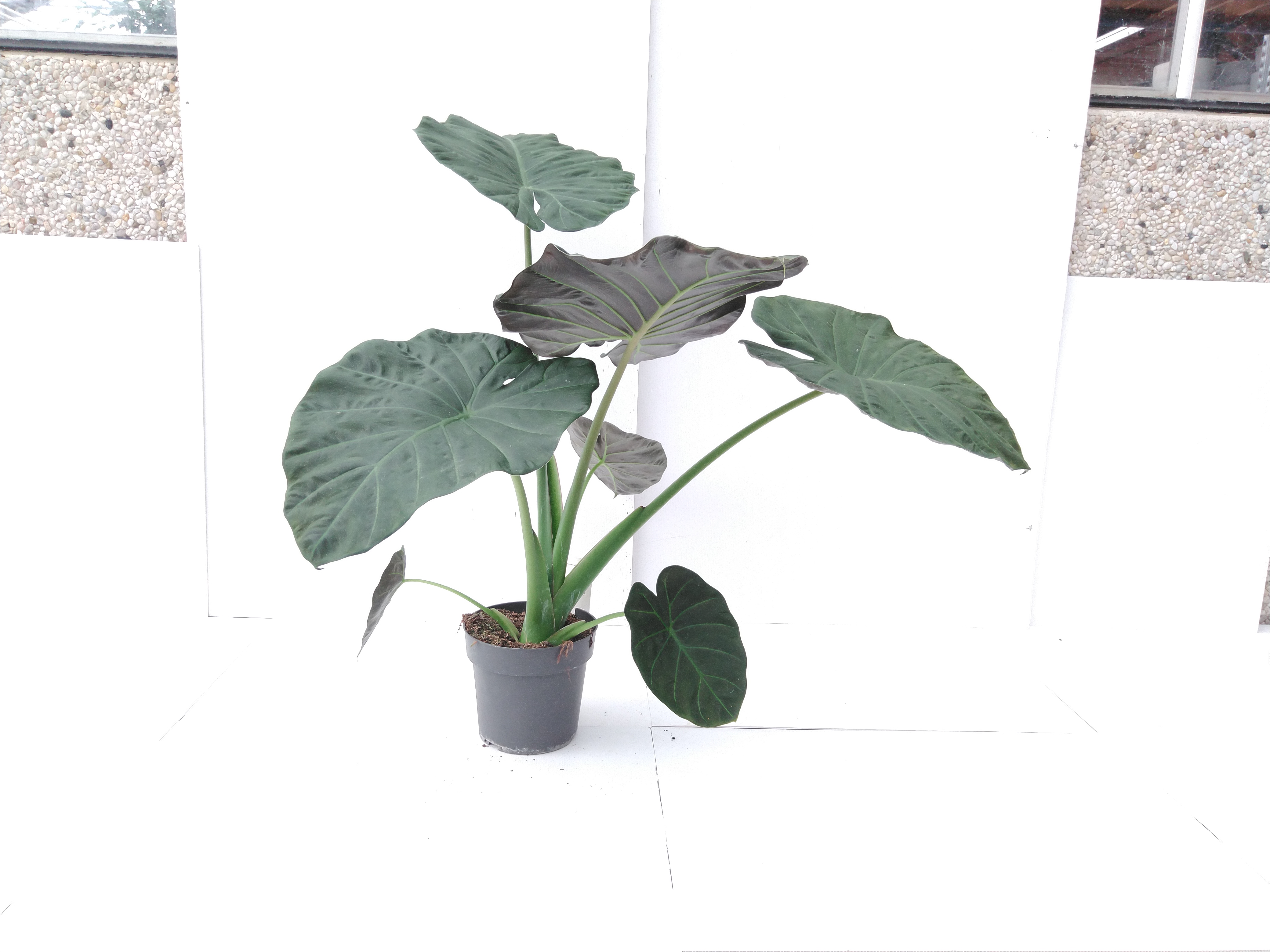 Alocasia 'Regal shield' Alocasia 'Regal shield'