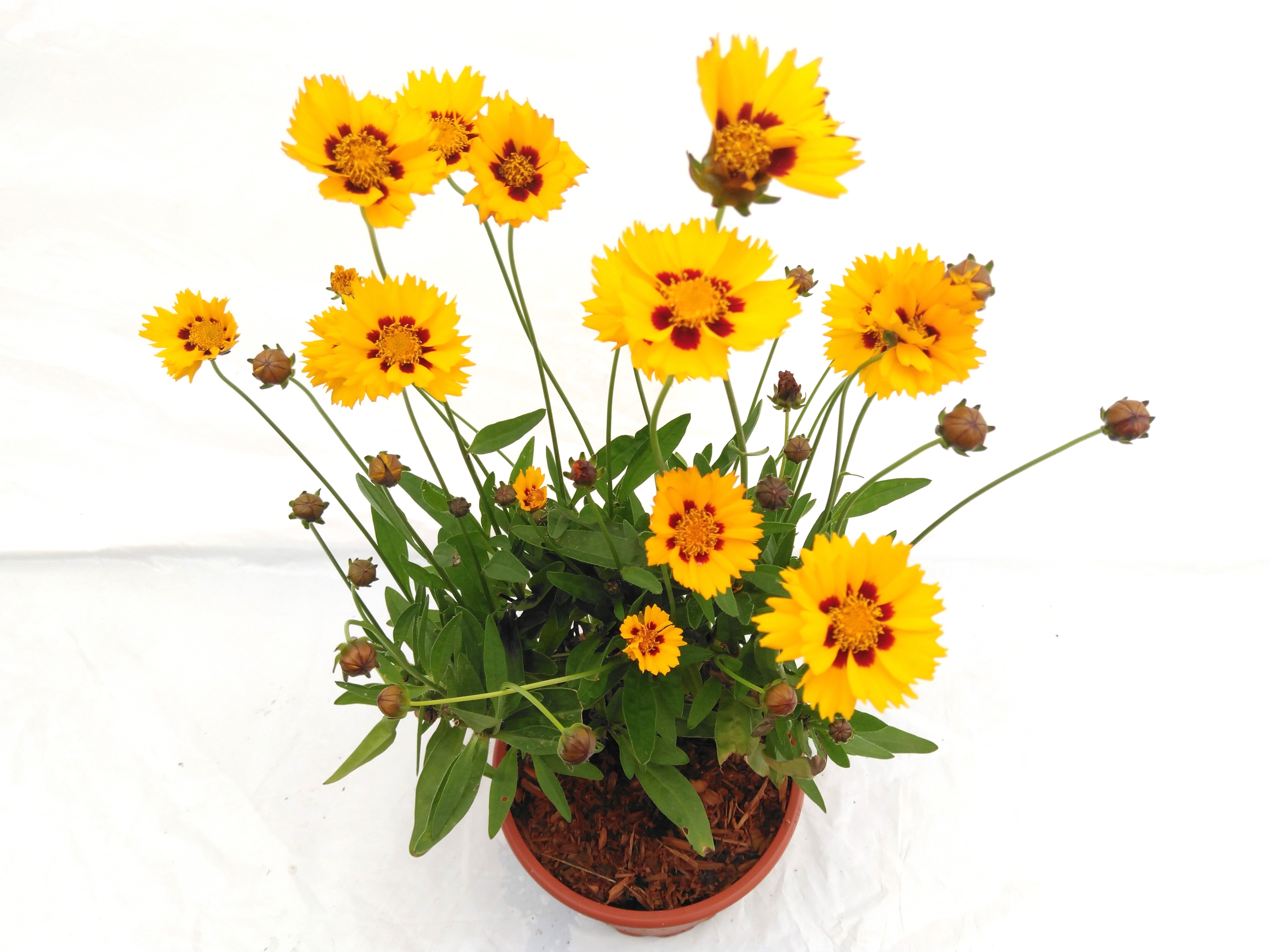 Coreopsis grandif.