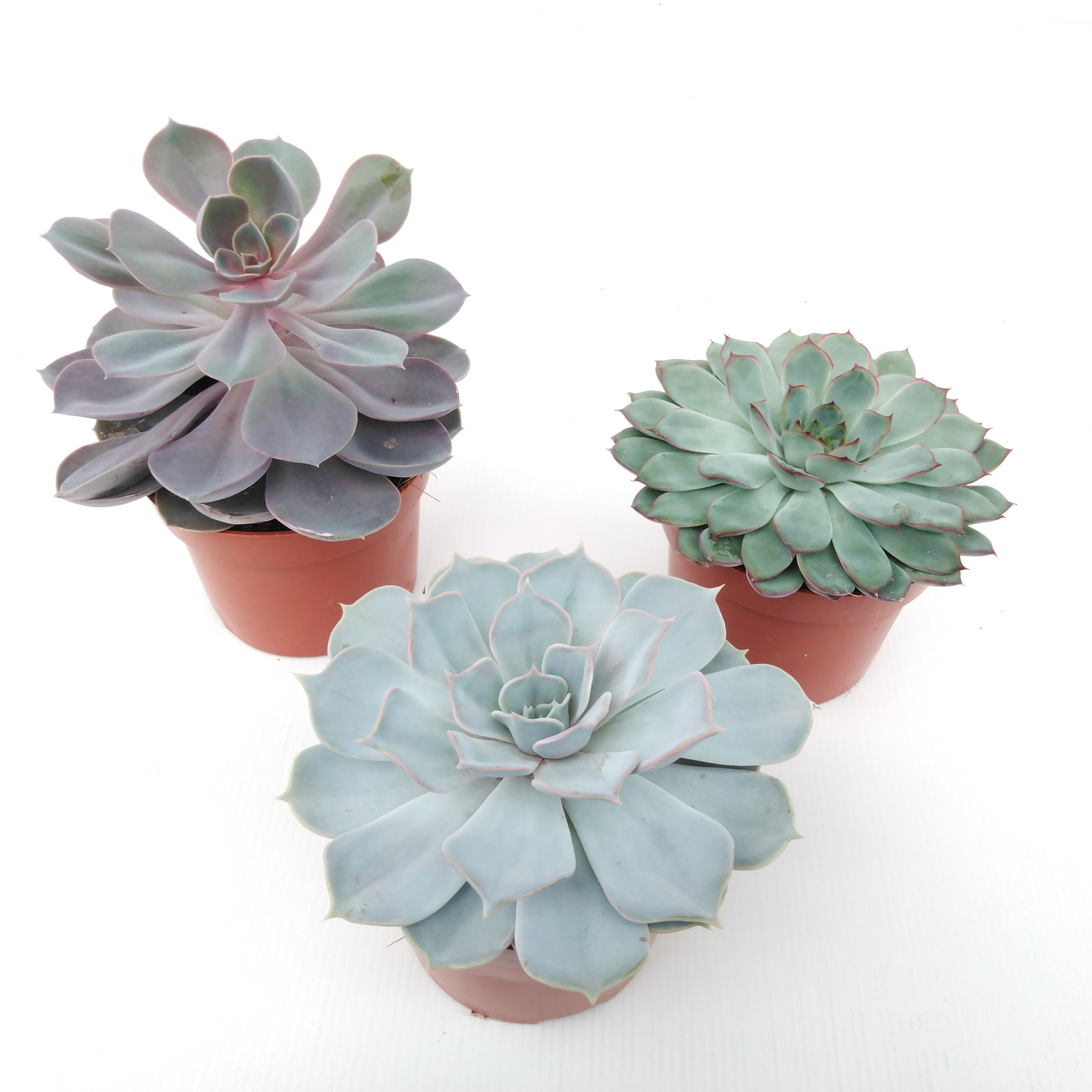 Echeveria mix 'Pearls' - Promo