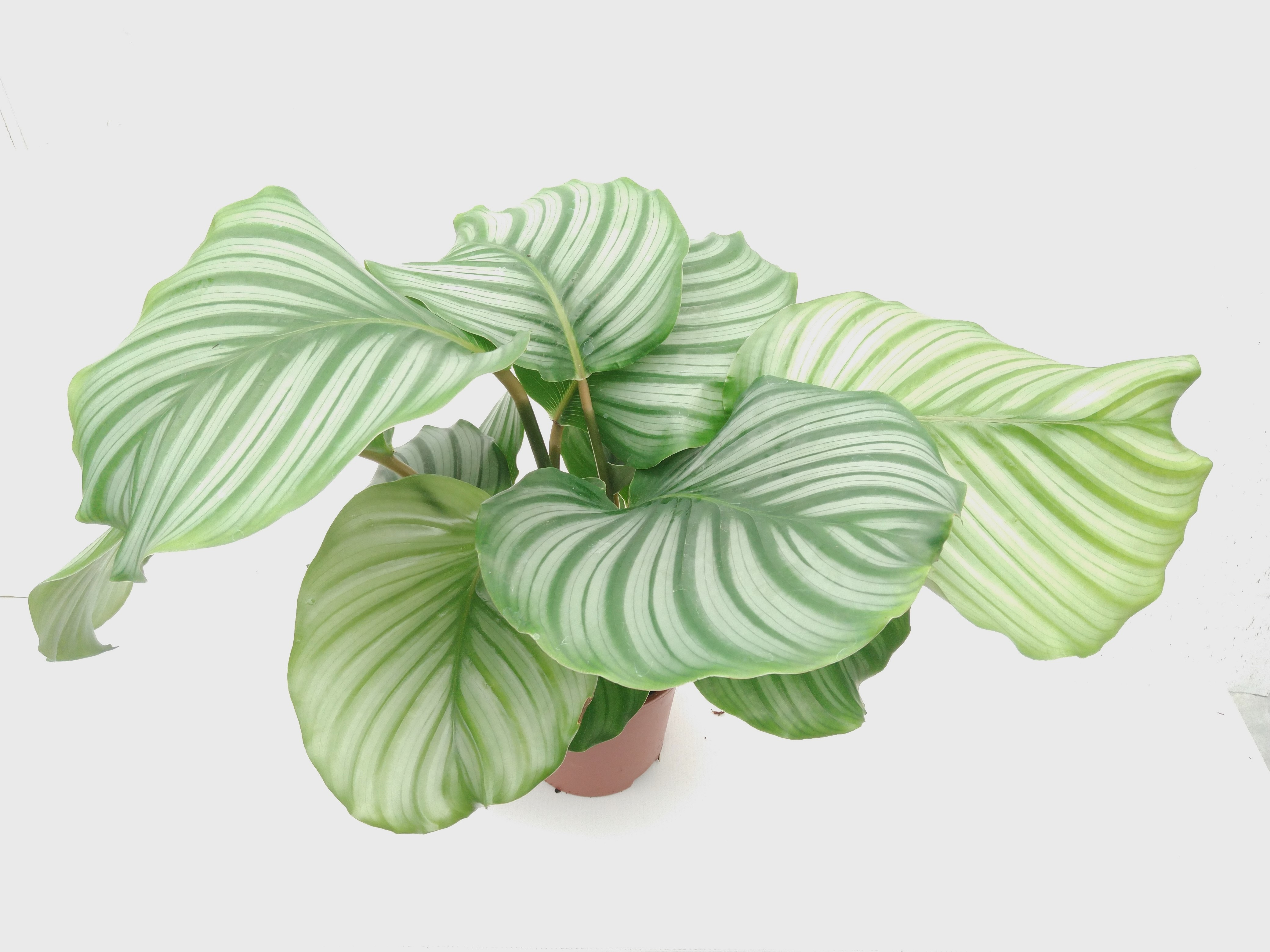 Calathea orbifolia Air So Pure Calathea orbifolia Air So Pure
