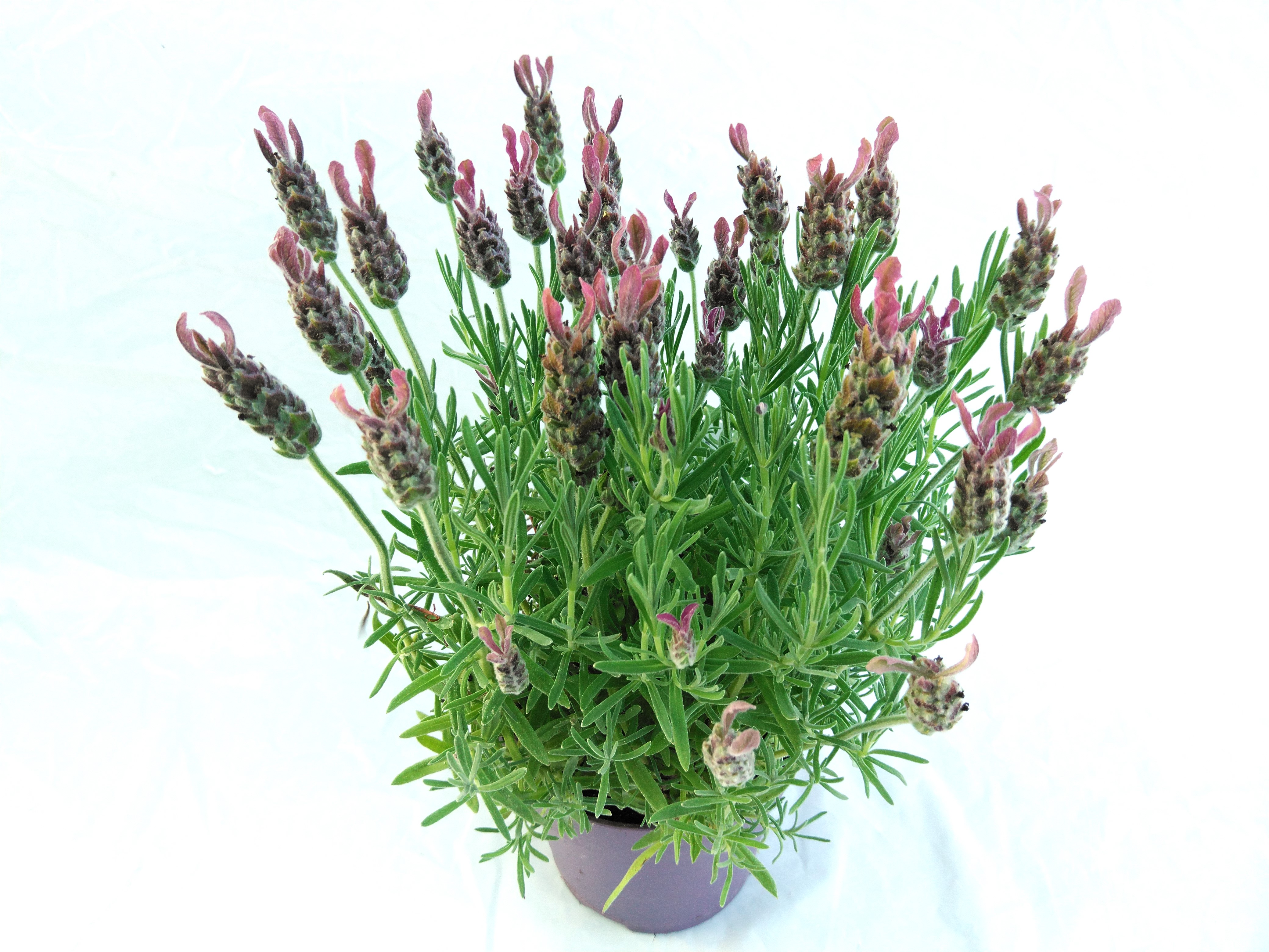 Lavandula stoec. 'Anouk'