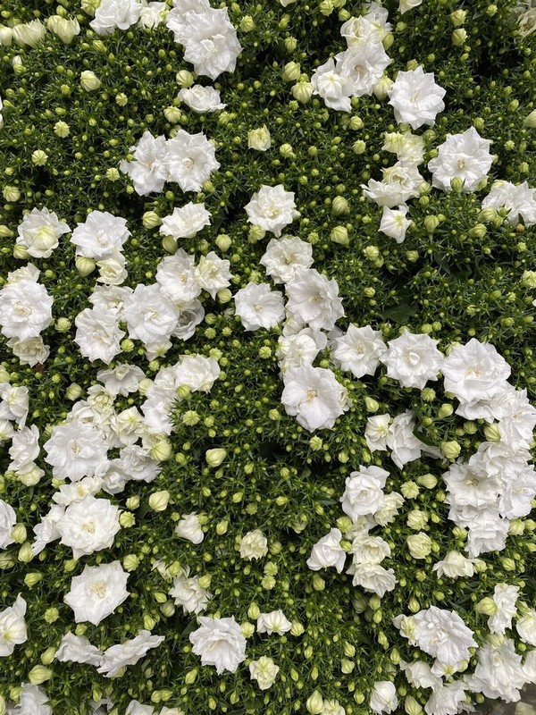 Campanula 'Like Mee'  Double flowered White