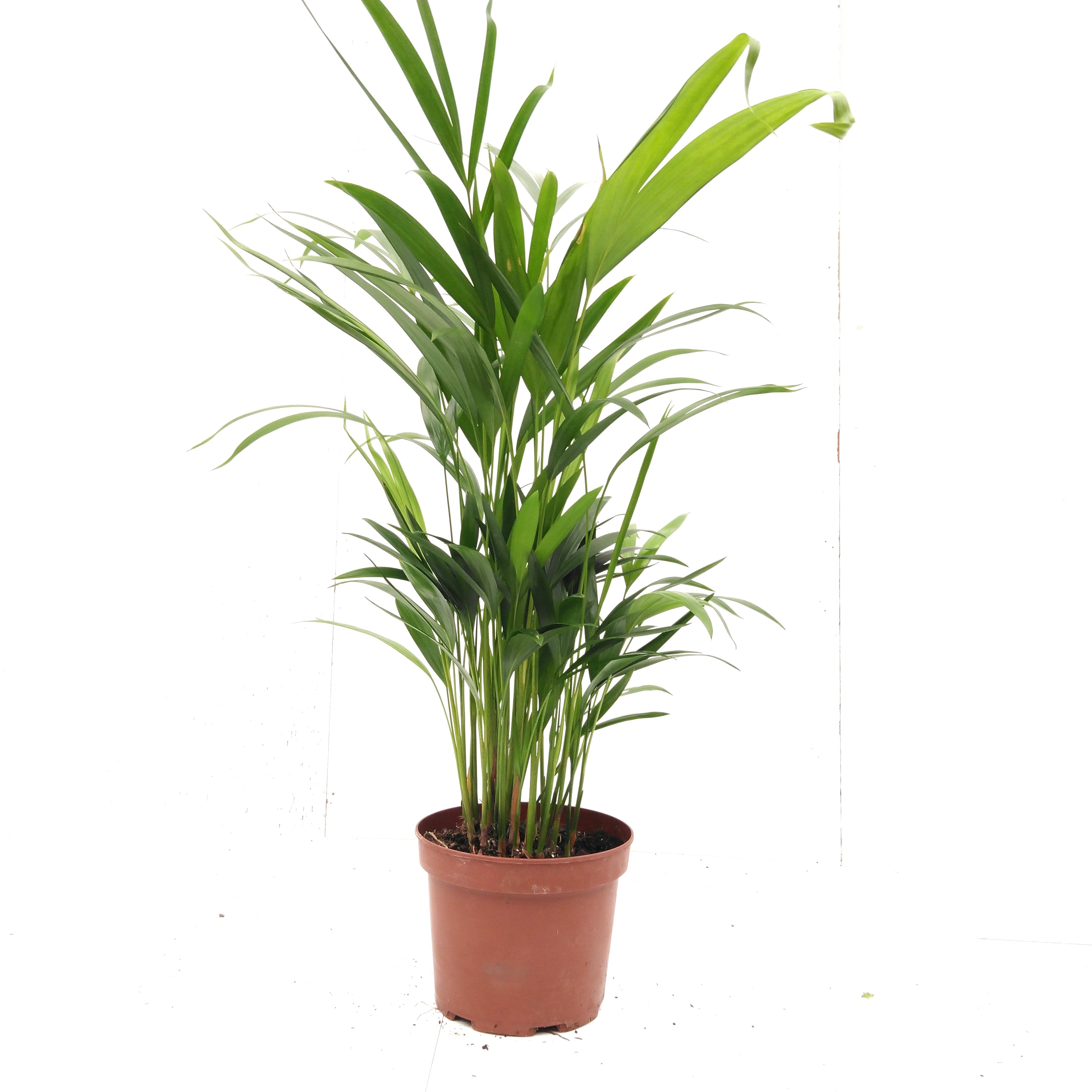 Dypsis lutescens - Chamaedorea