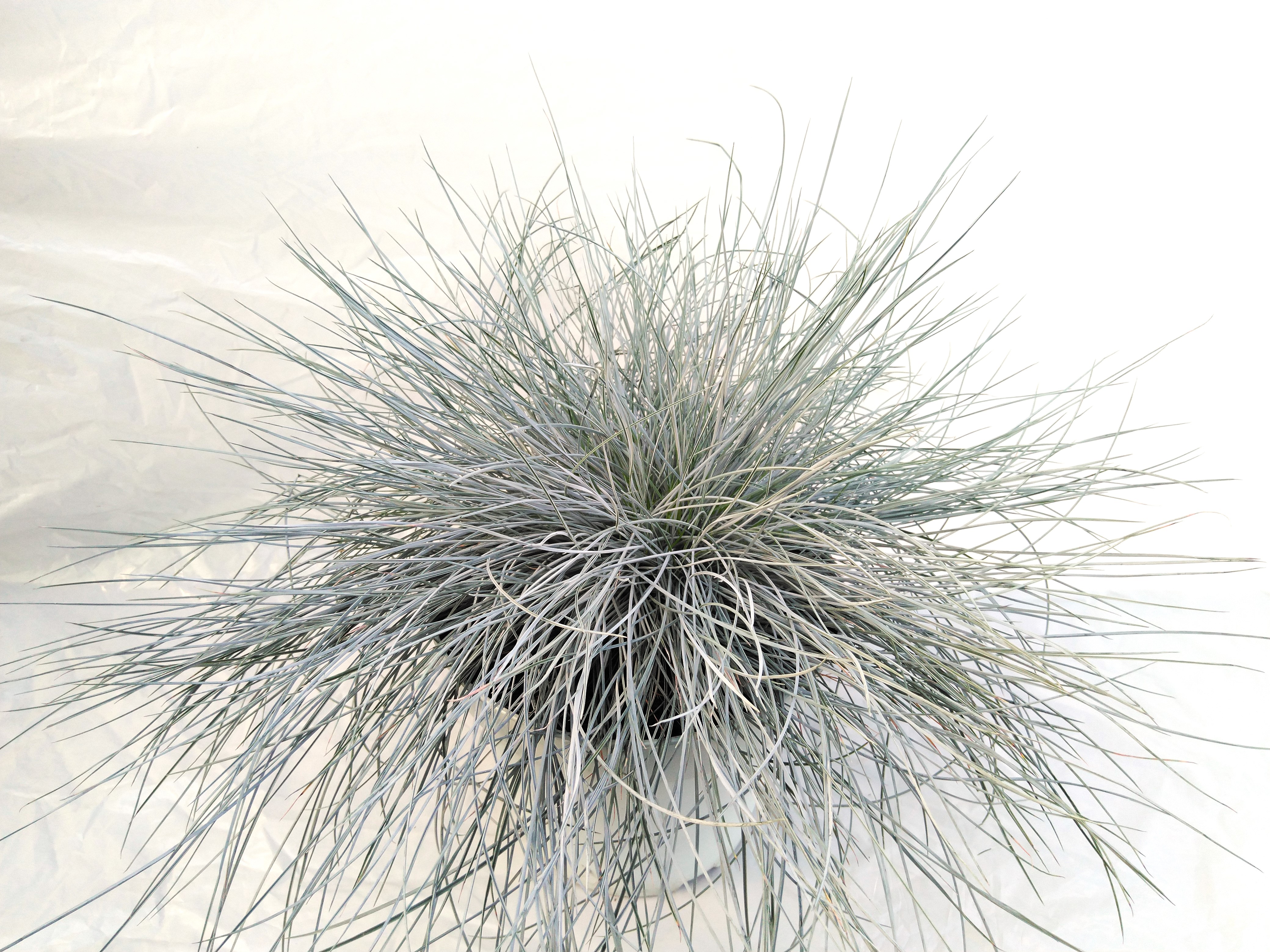 Festuca glauca 'Intense Blue'® Festuca glauca 'Intense Blue'®