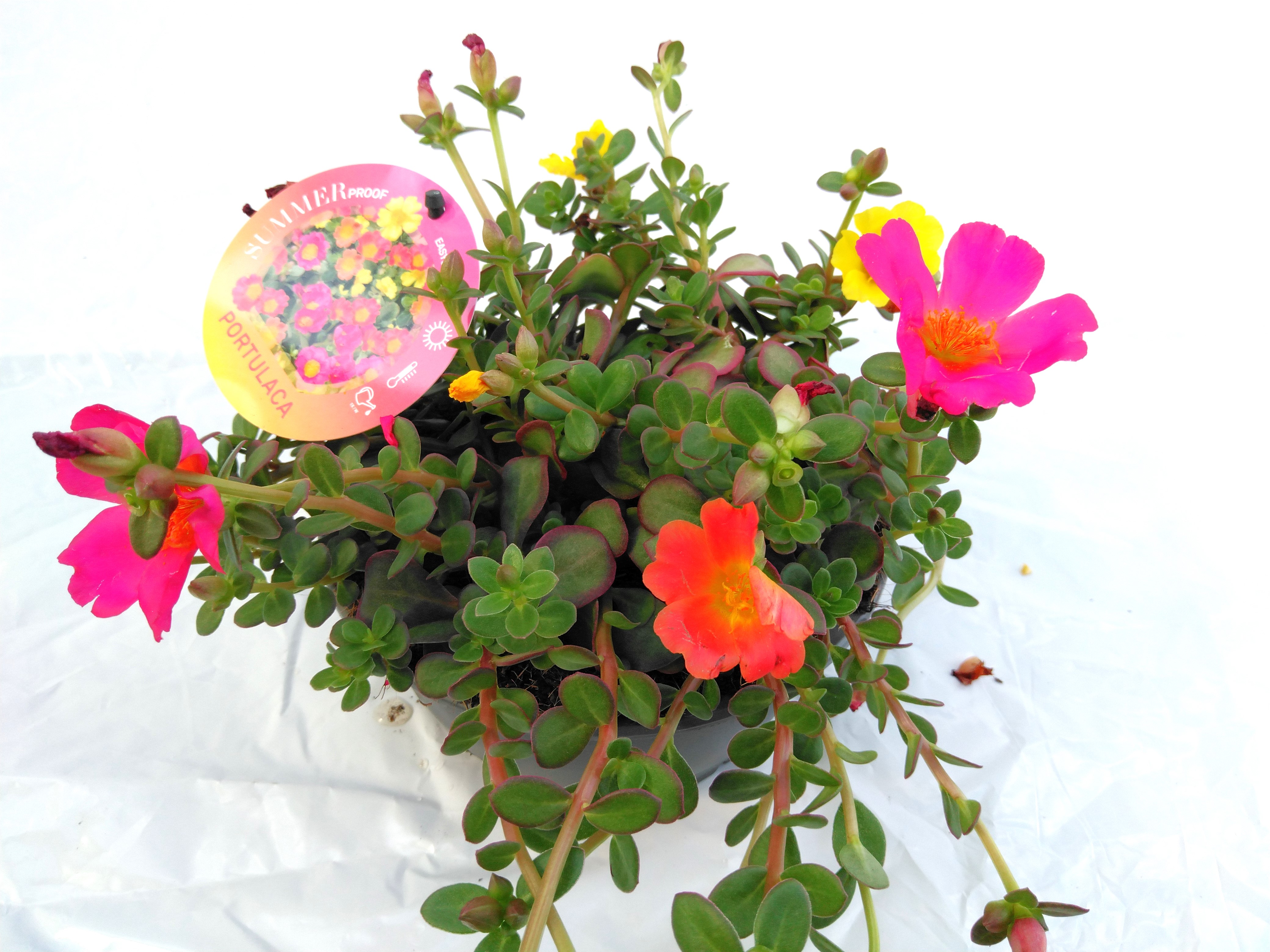 Portulaca 'Carnaval'