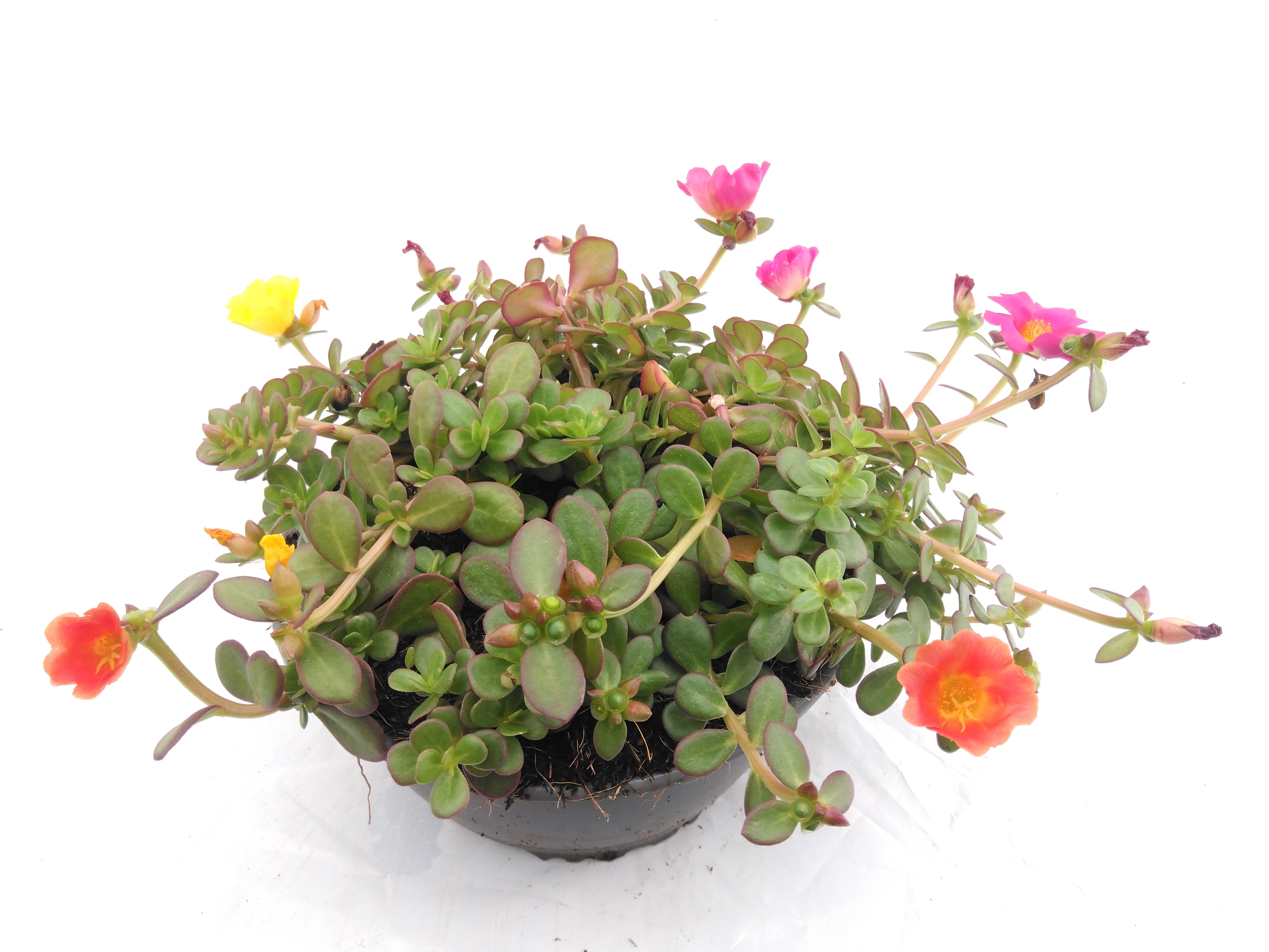 Portulaca 'Carnaval'