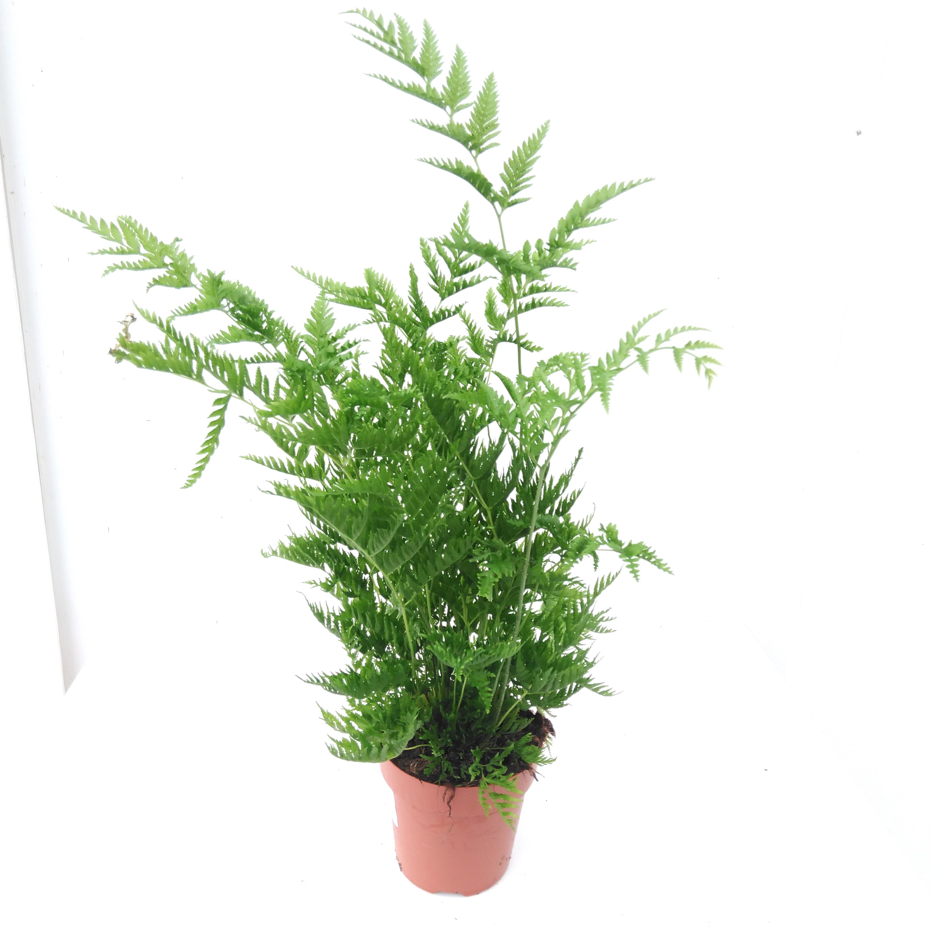 Pteris straminea