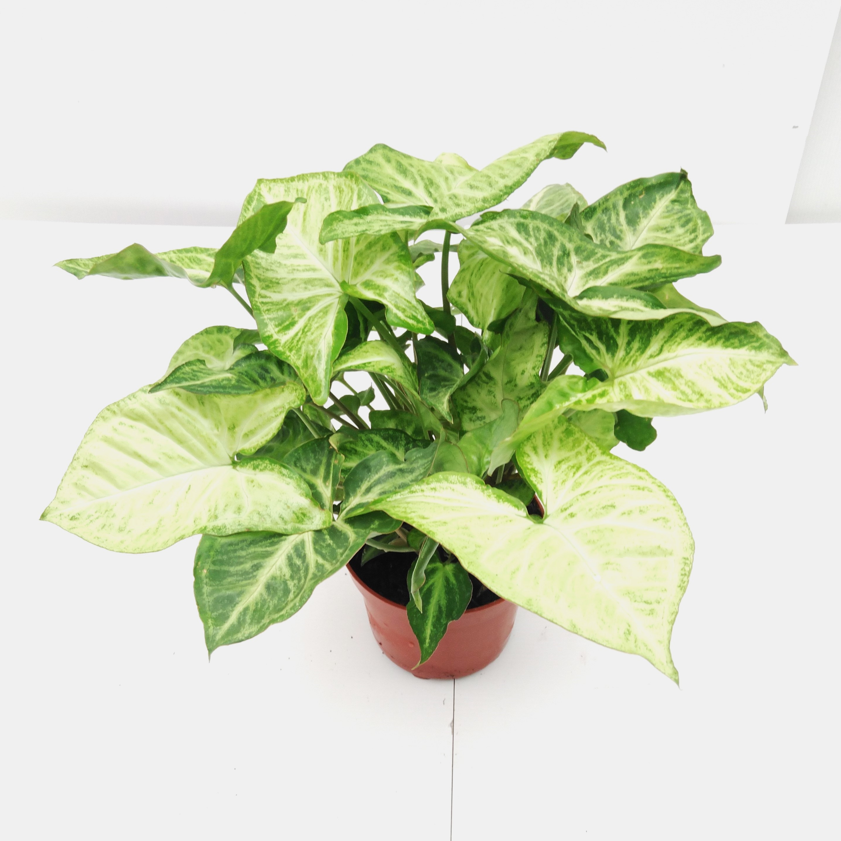 Syngonium 'Arrow'