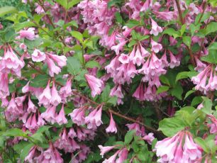 Weigela 'Bouquet Rose'