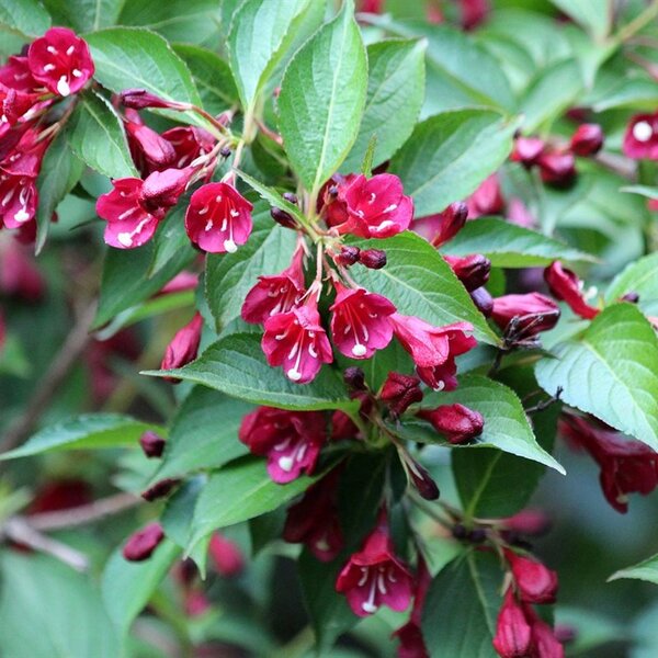 Weigela 'Bristol Ruby' Weigela 'Bristol Ruby'
