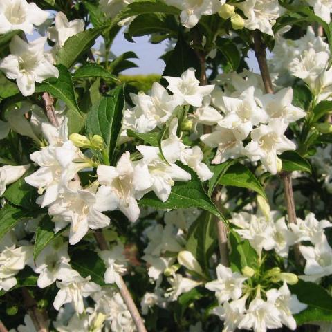 Weigela 'Candida' Weigela 'Candida'