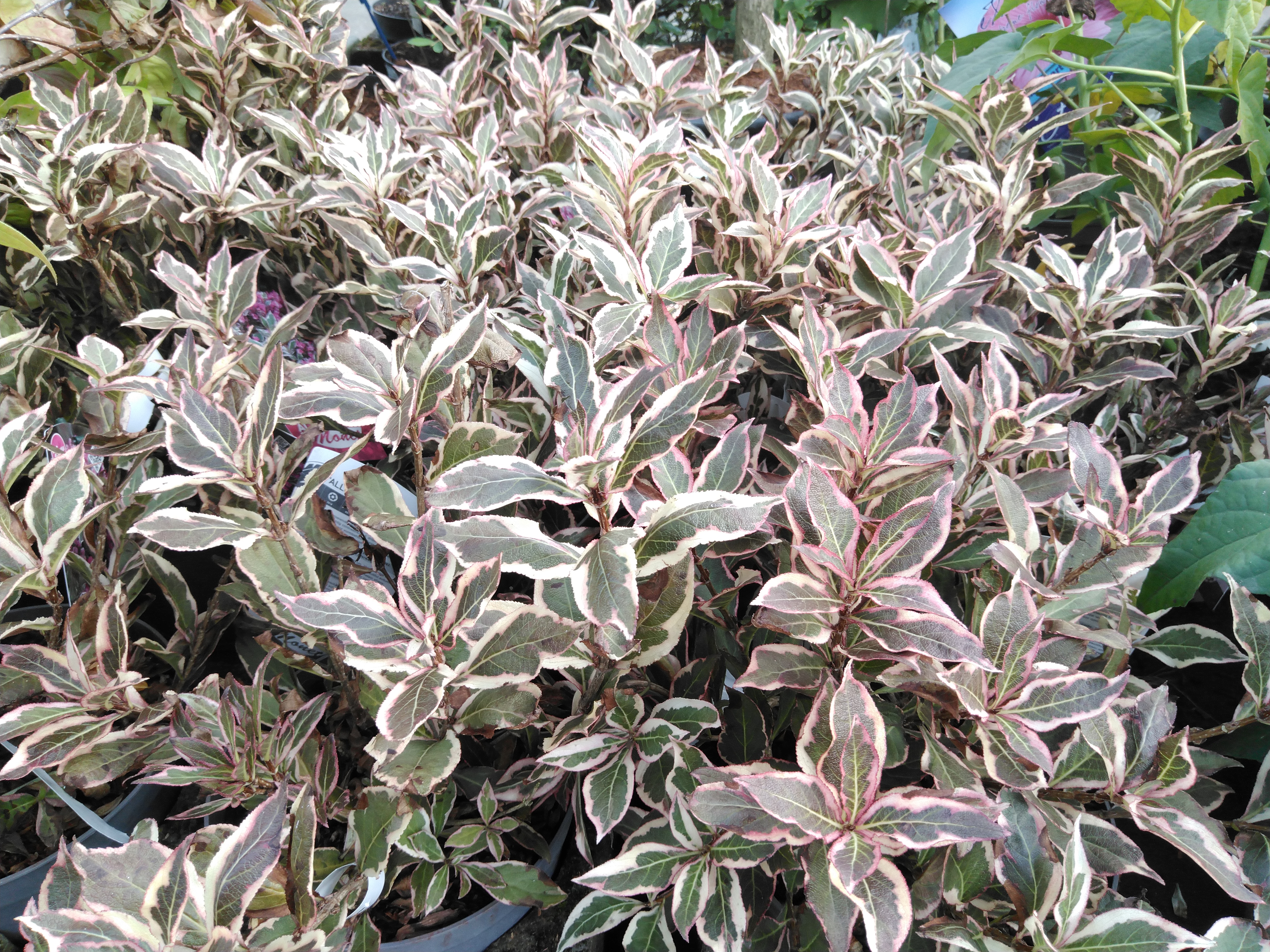 Weigela florida 'All Summer Monet'