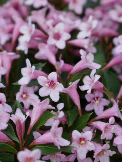 Weigela florida 'Pink Poppet'  ®