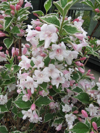 Weigela florida 'Sunny Fantasy' ®