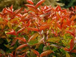 Weigela florida 'Wings of Fire' Weigela florida 'Wings of Fire'