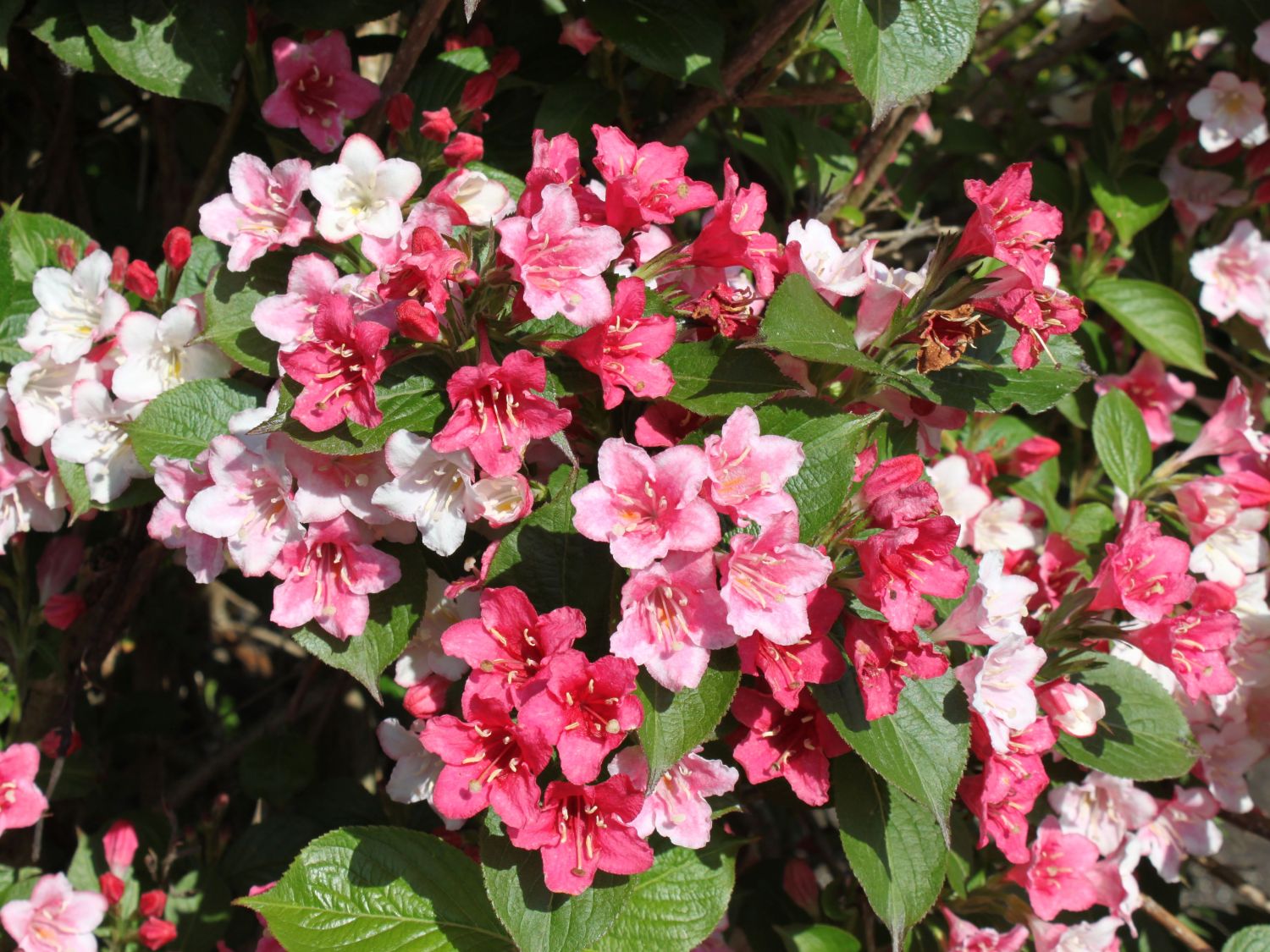 Weigela hybr. 'Carnaval' ® Weigela hybr. 'Carnaval' ®