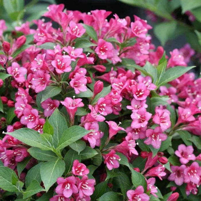 Weigela 'Rumba' Weigela 'Rumba'