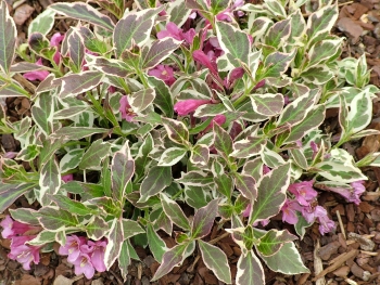 Weigela 'Monet Verweig' ® Weigela 'Monet Verweig' ®