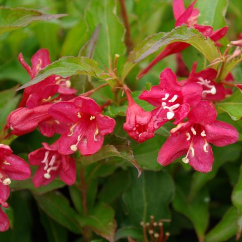 Weigela 'Red Prince'