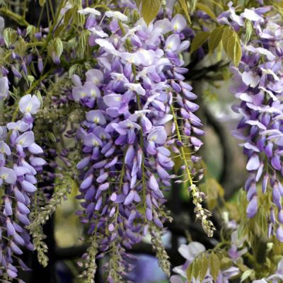 Wisteria formosa 'Issai of Okayama' Wisteria formosa 'Issai of Okayama'